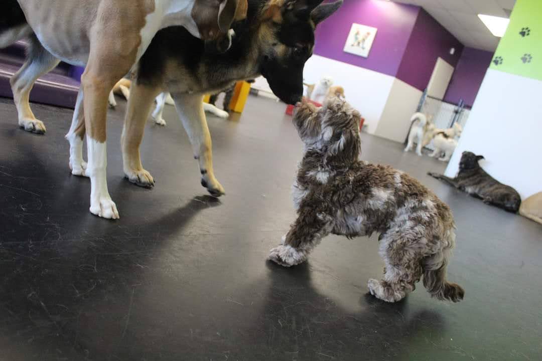 Pooches Playhouse Winnipeg