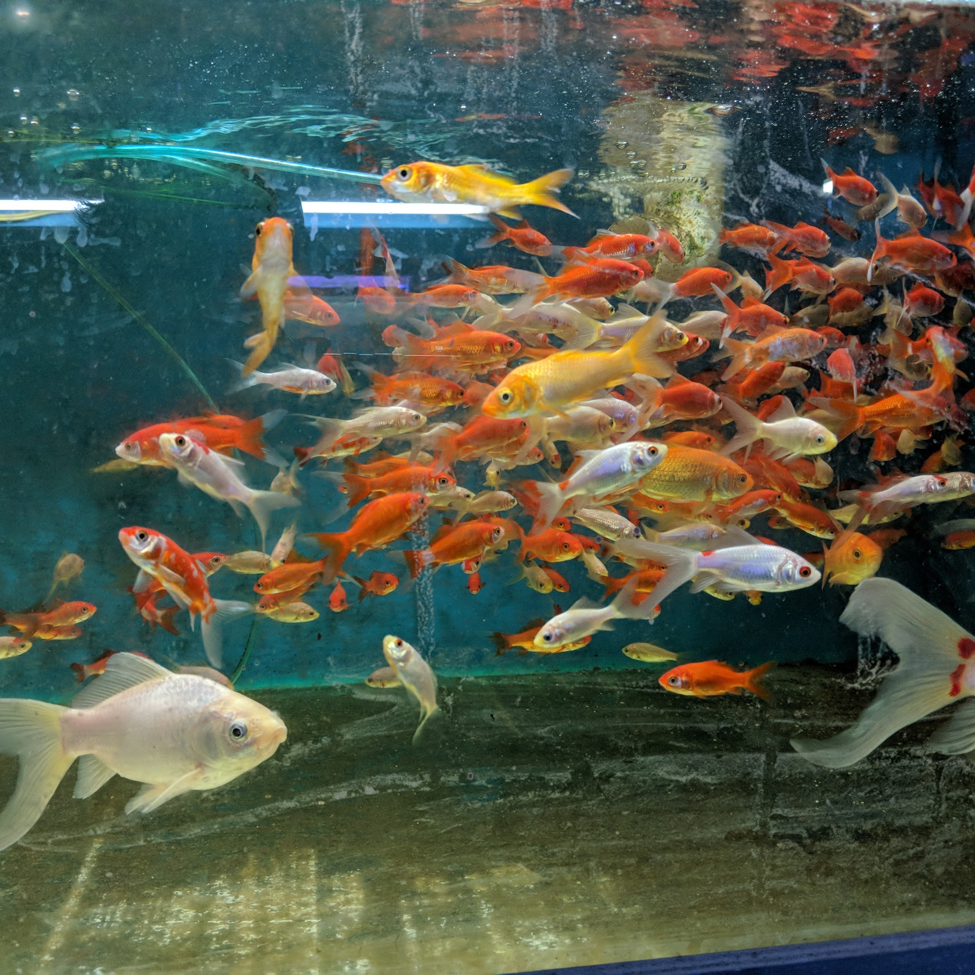 Fish Gallery Winnipeg