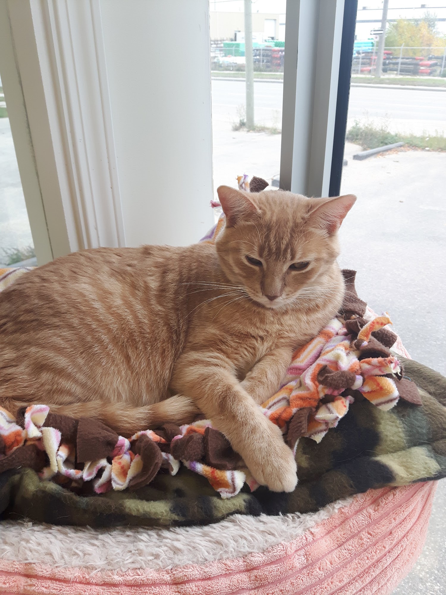 D'Arcy's Animal Rescue Centre Winnipeg