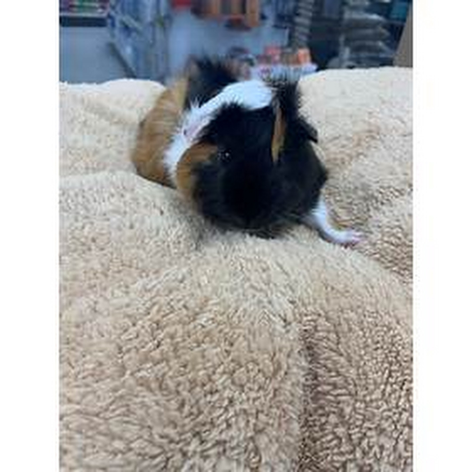 Best West Pet Foods Inc Winnipeg