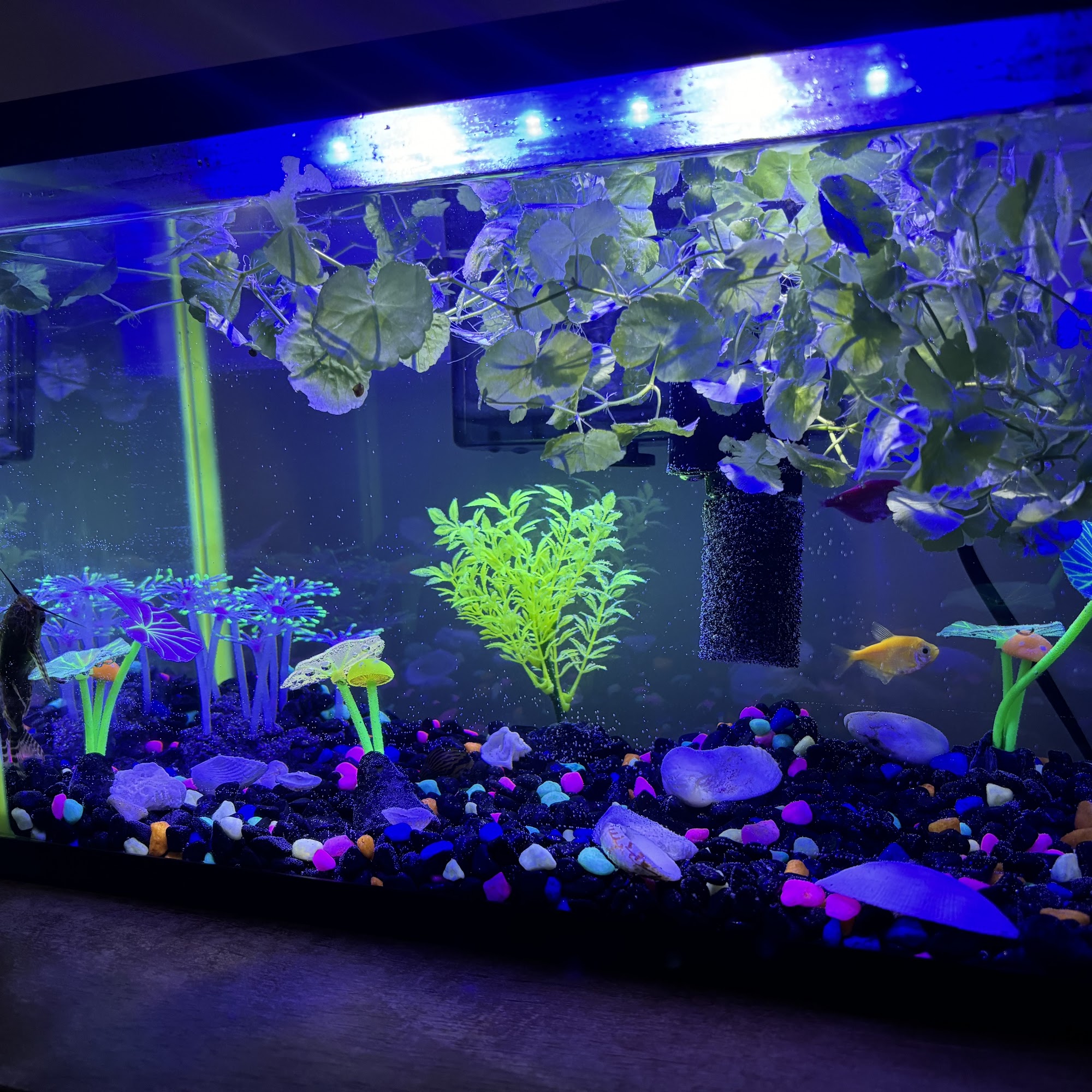 Best West Pet Foods Inc Winnipeg