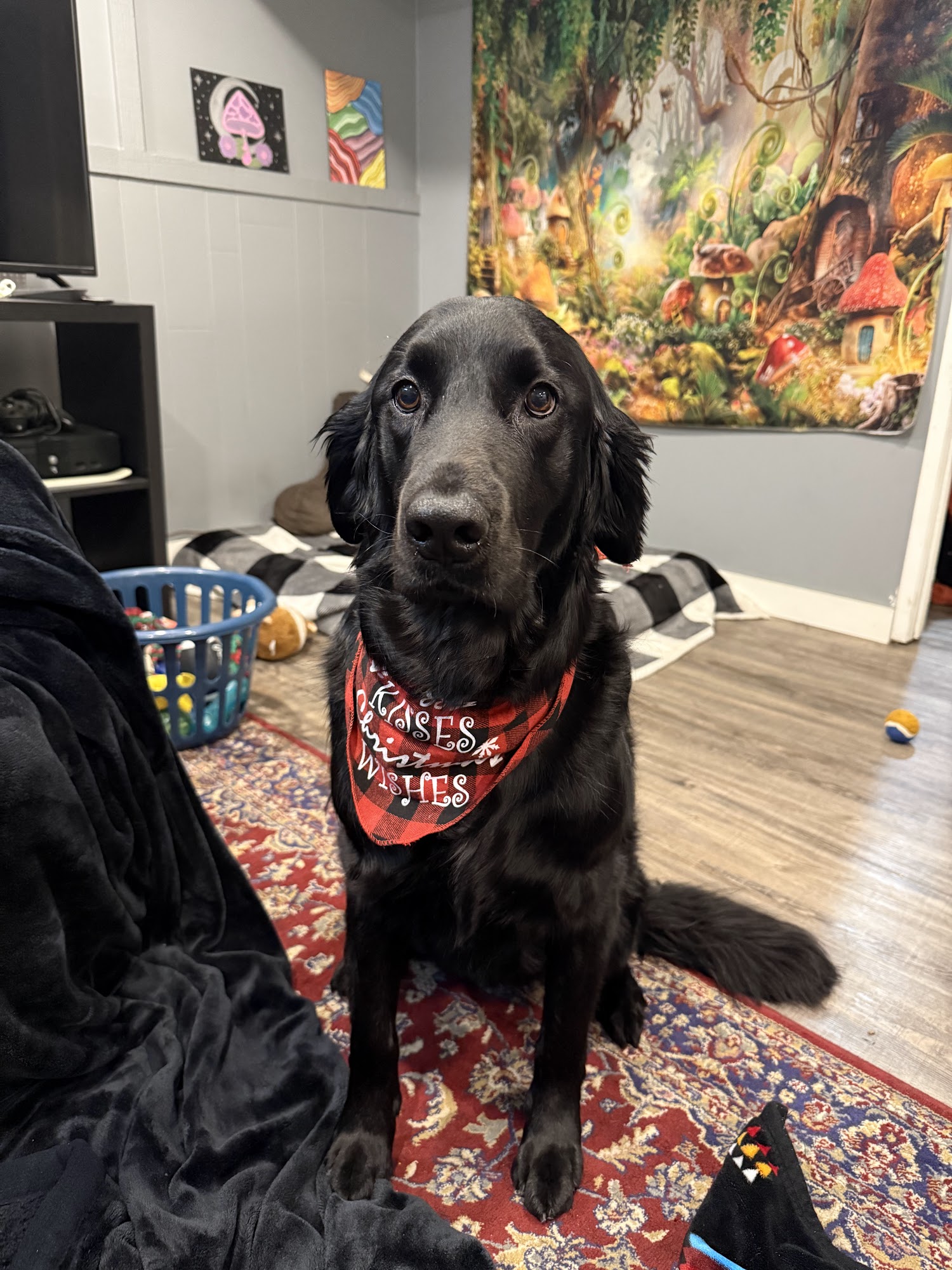 Dog Grooming by Darci Winnipeg