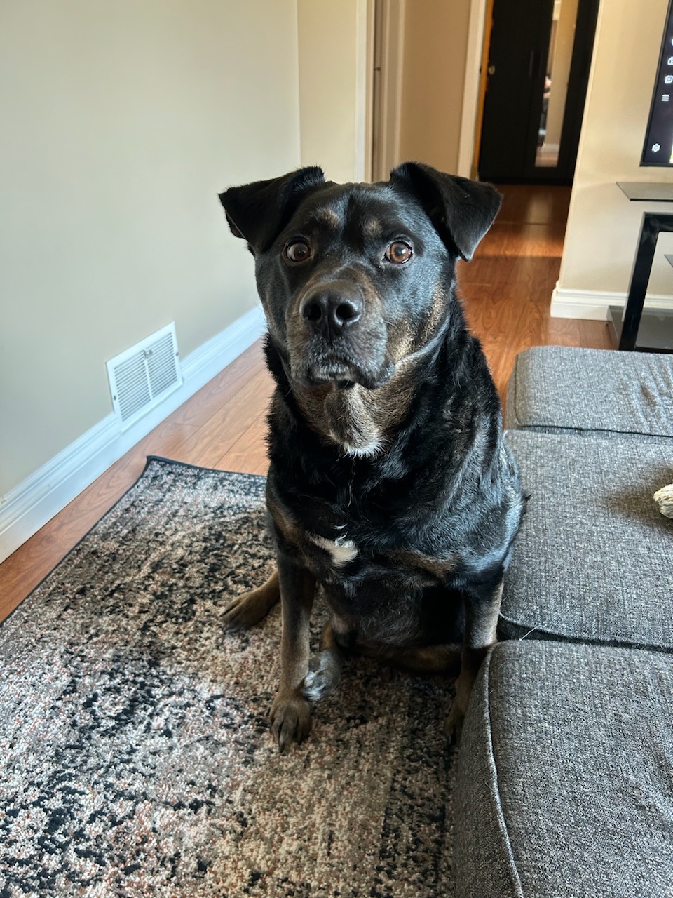 Bridgwater Veterinary Hospital & Wellness Center Winnipeg