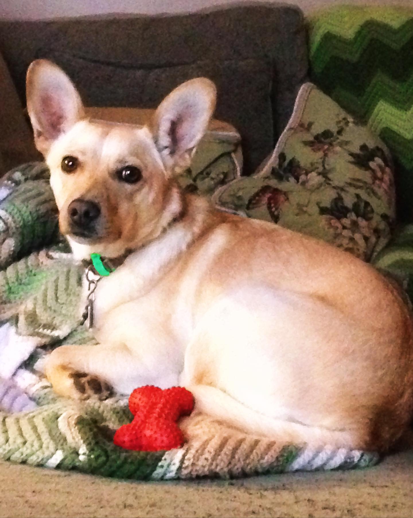 Bridgwater Veterinary Hospital & Wellness Center Winnipeg