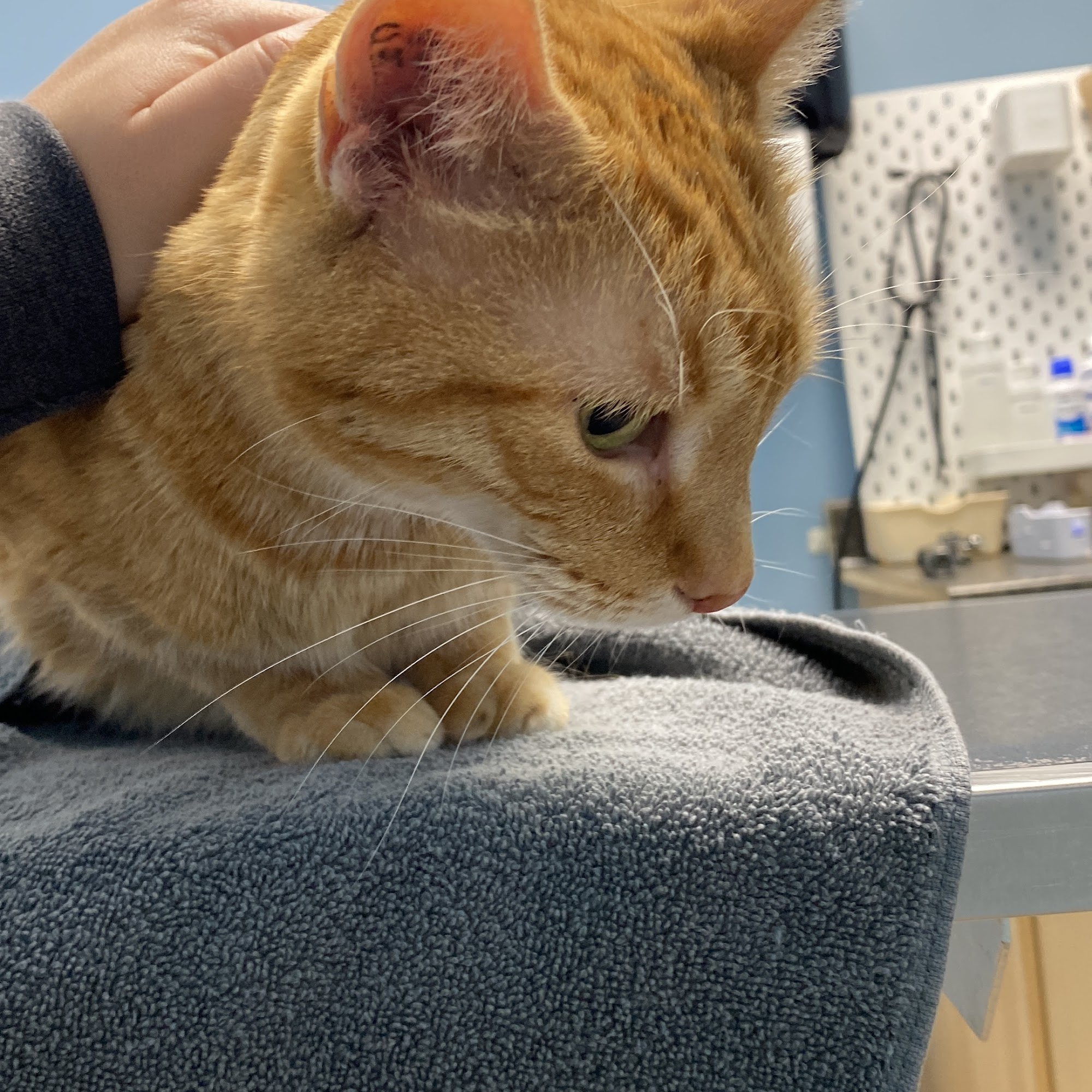 Dakota Veterinary Hospital Winnipeg