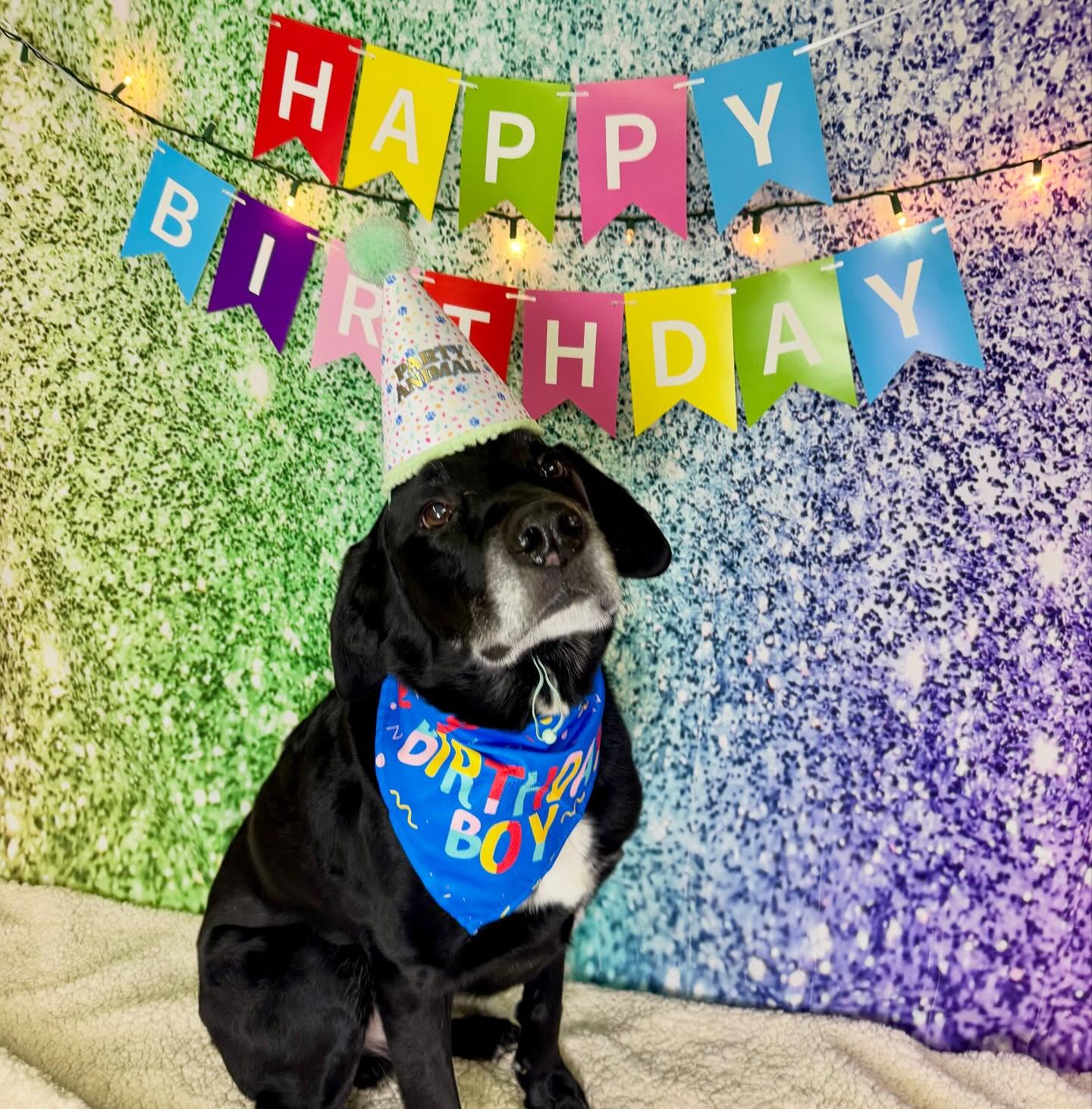 Urban Canine Recreation And Resource Centre Winnipeg