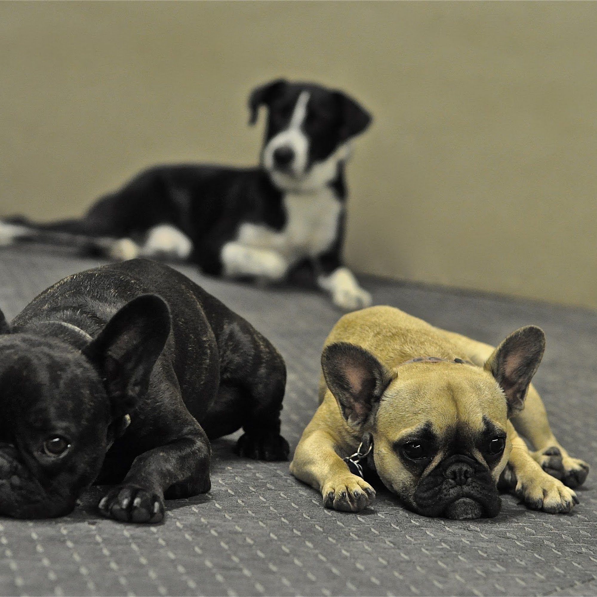 Urban Canine Recreation And Resource Centre Winnipeg