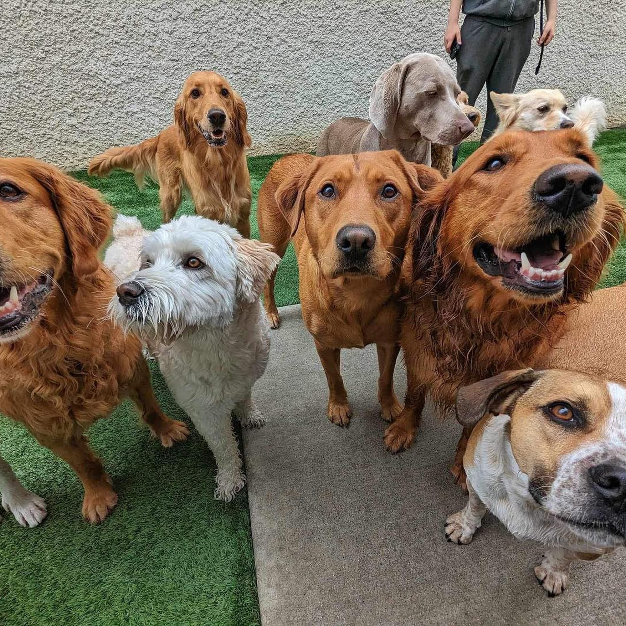 Fetch Canine Daycare, Training and Wellness Centre Winnipeg