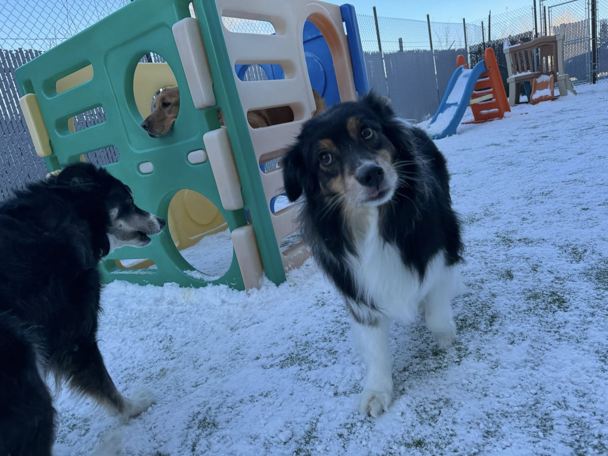 Fetch Canine Daycare, Training and Wellness Centre Winnipeg