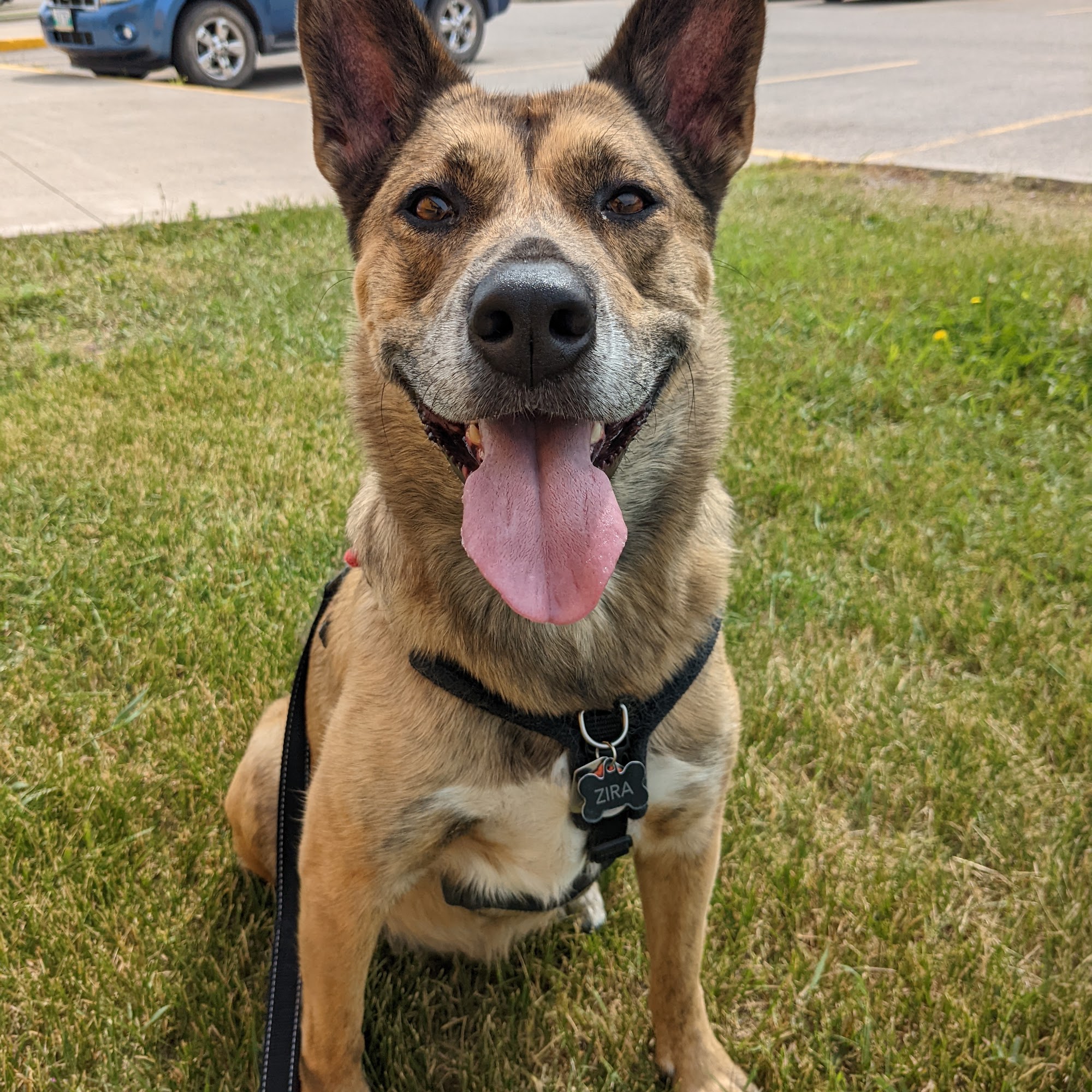 Training Loyal Companions Academy Winnipeg