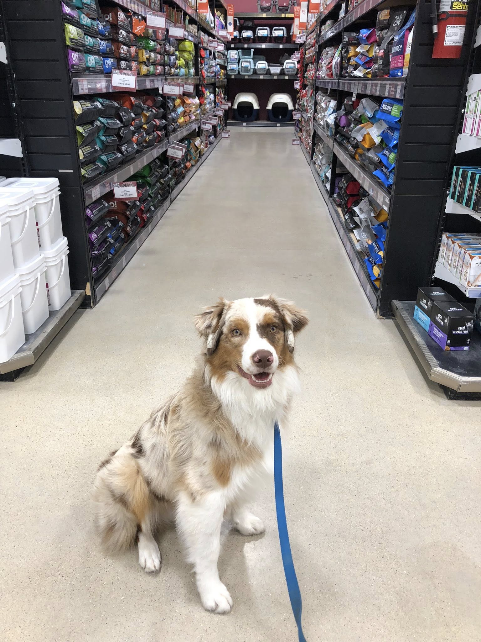 Training Loyal Companions Academy Winnipeg