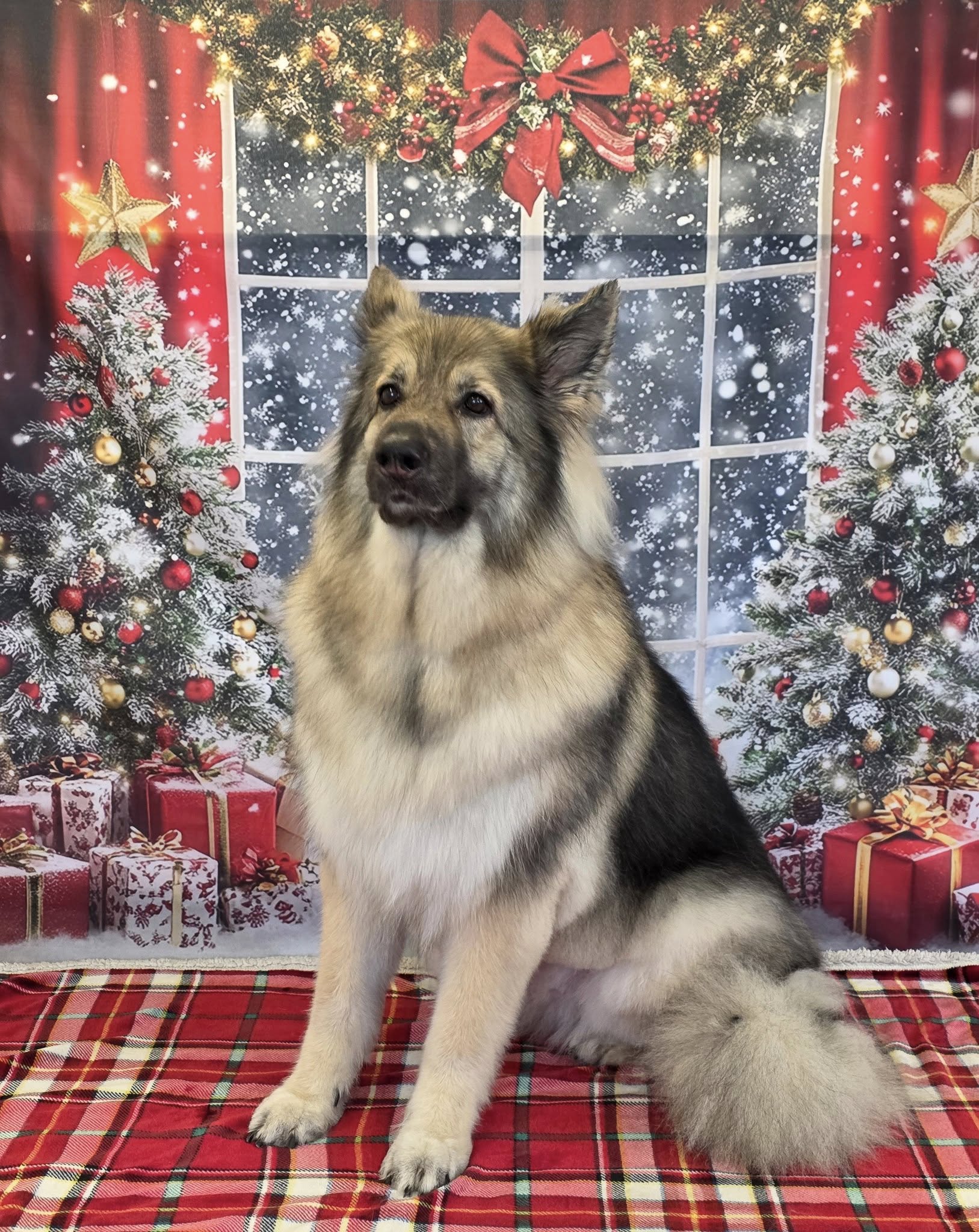 Wizard of Paws/Kristin's Dog