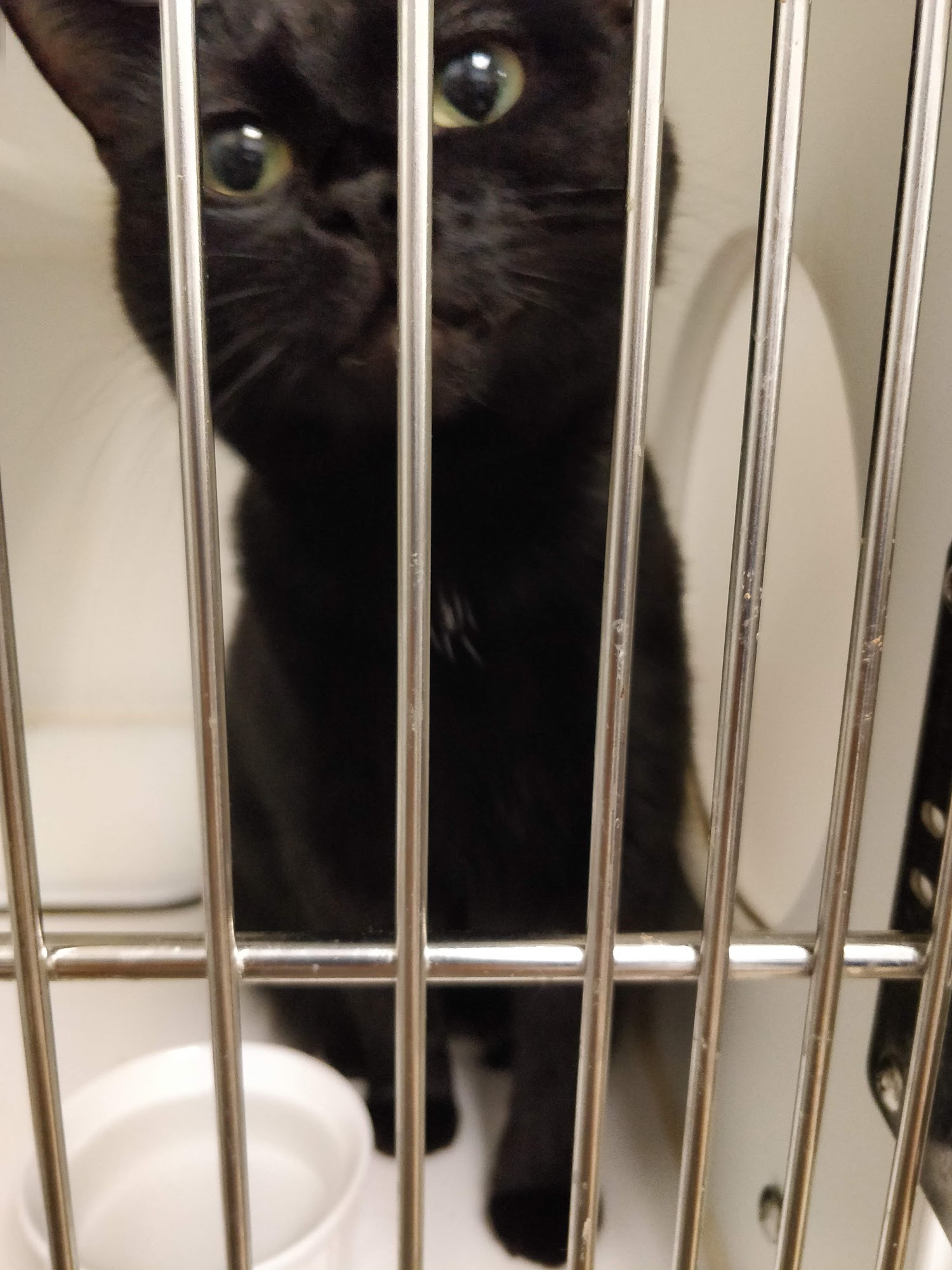 Craig Street Cats Winnipeg