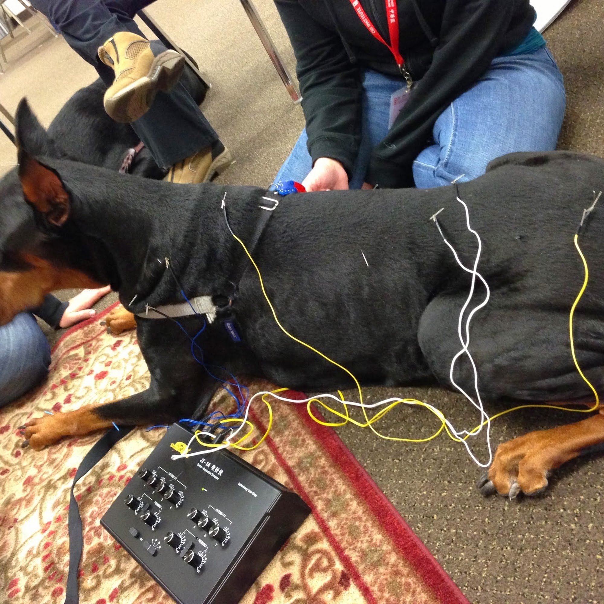 Aberdeen Veterinary Clinic Aberdeen