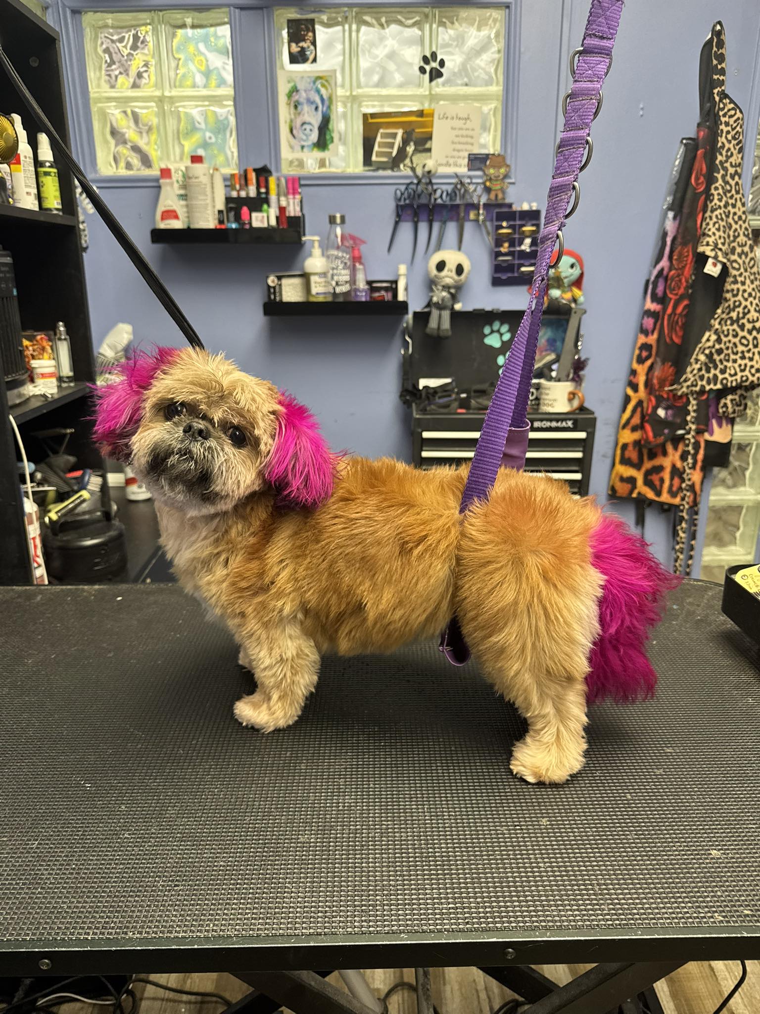 Katiedidit Grooming Aberdeen