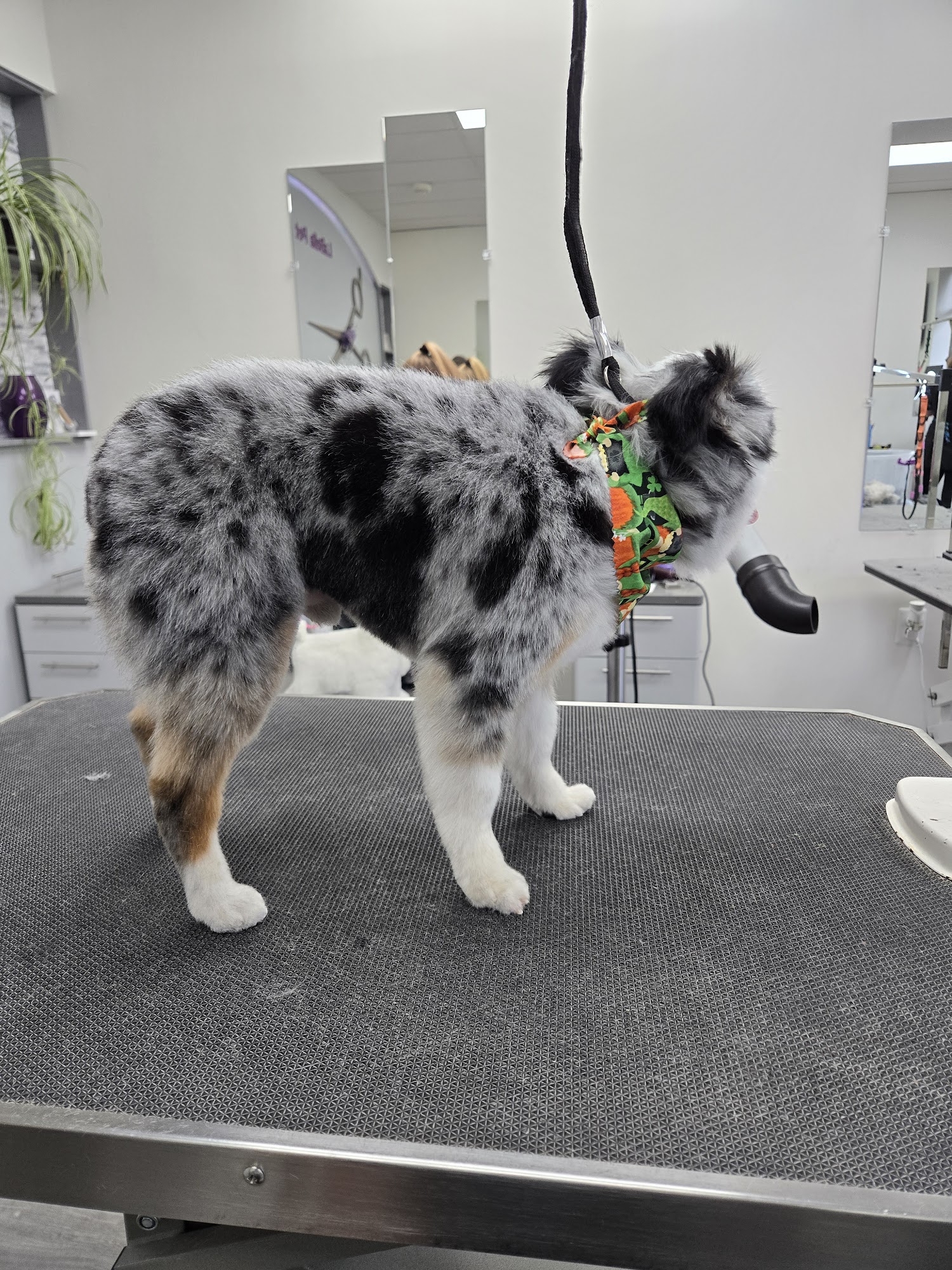 LaBella Pet Boutique Aberdeen