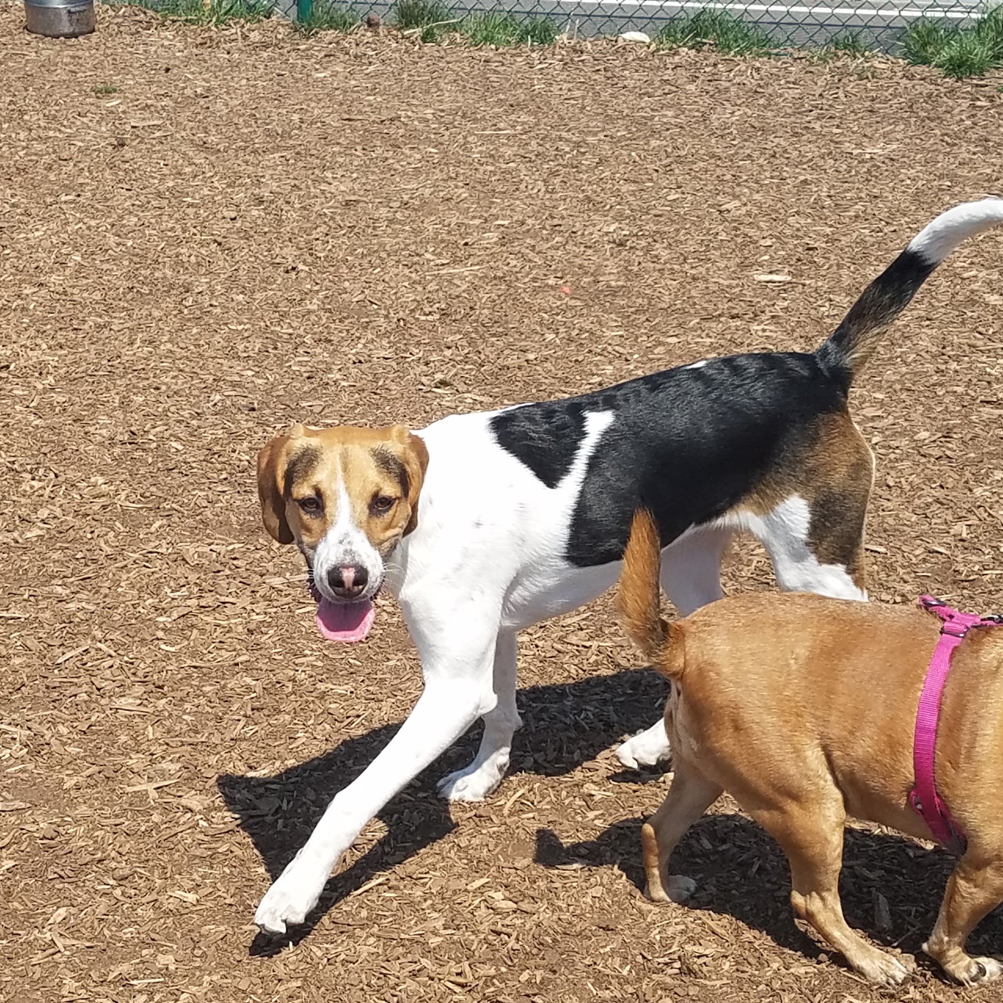 Paws On Parade Dog Walking & Pet Sitting Services Abingdon