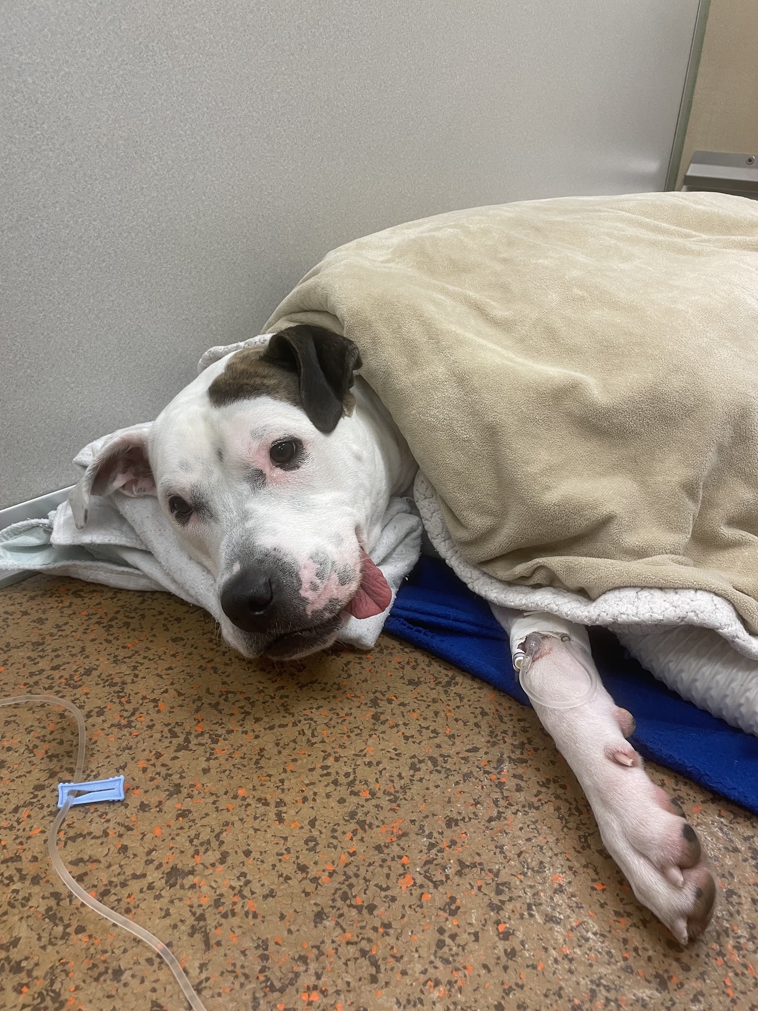 Veterinary Orthopedic & Sports Medicine Group, A Thrive Pet Healthcare Partner Annapolis Junction