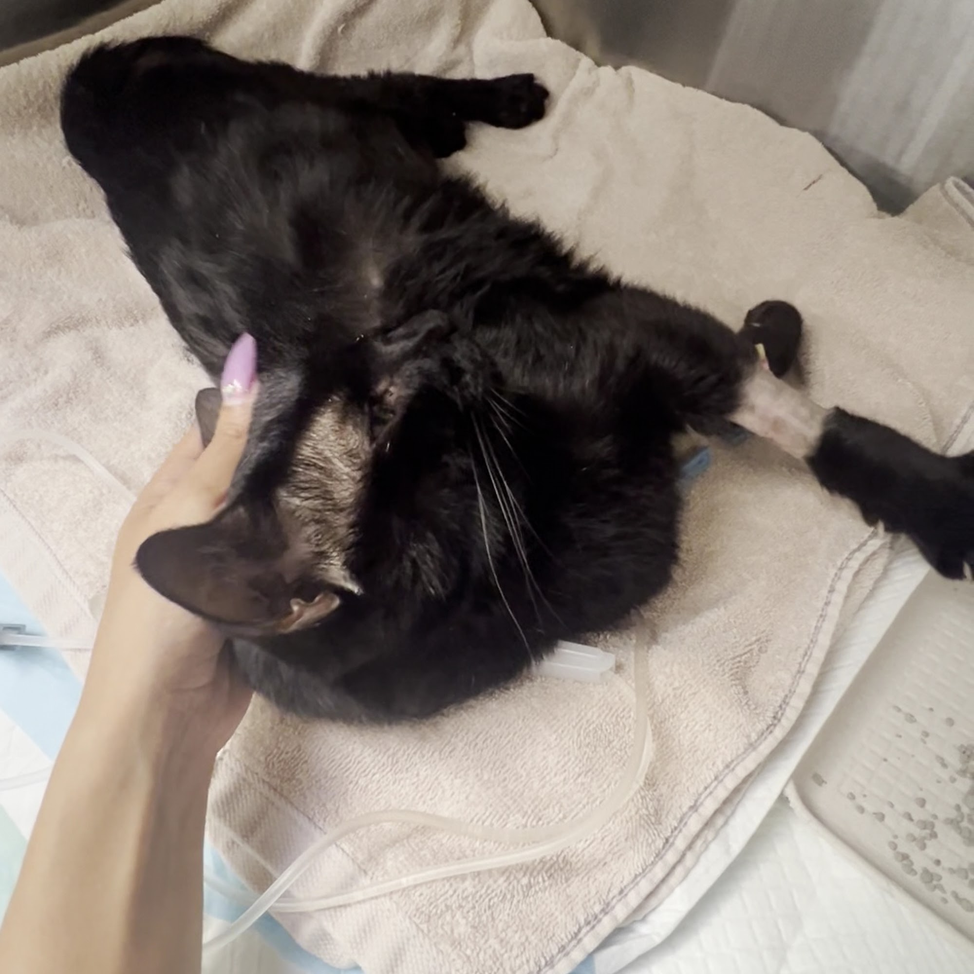 Anne Arundel Veterinary Emergency Clinic Annapolis