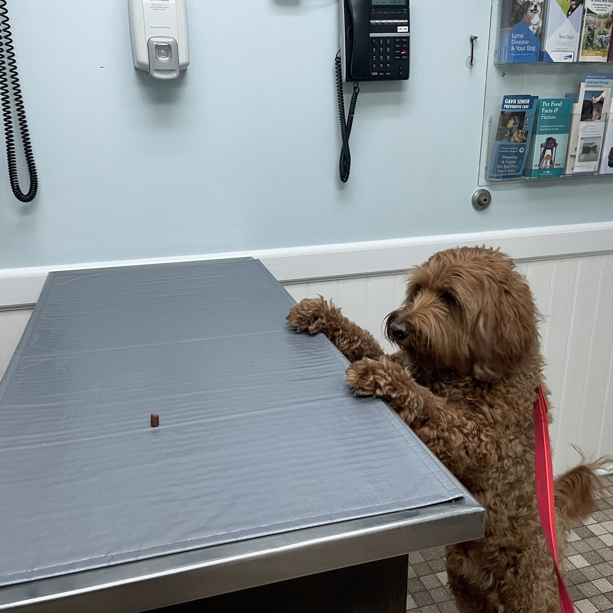 Greater Annapolis Veterinary Hospital Annapolis