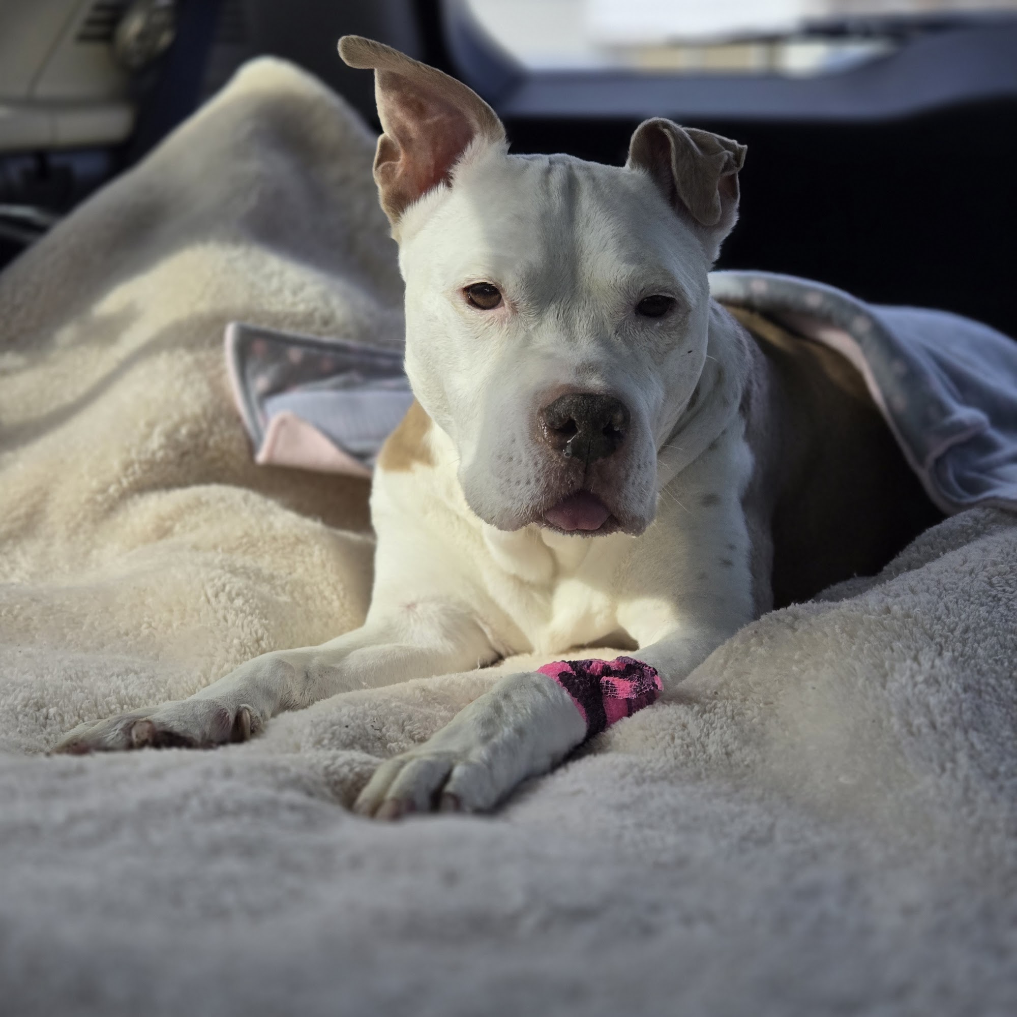 Animal Dental Center Annapolis