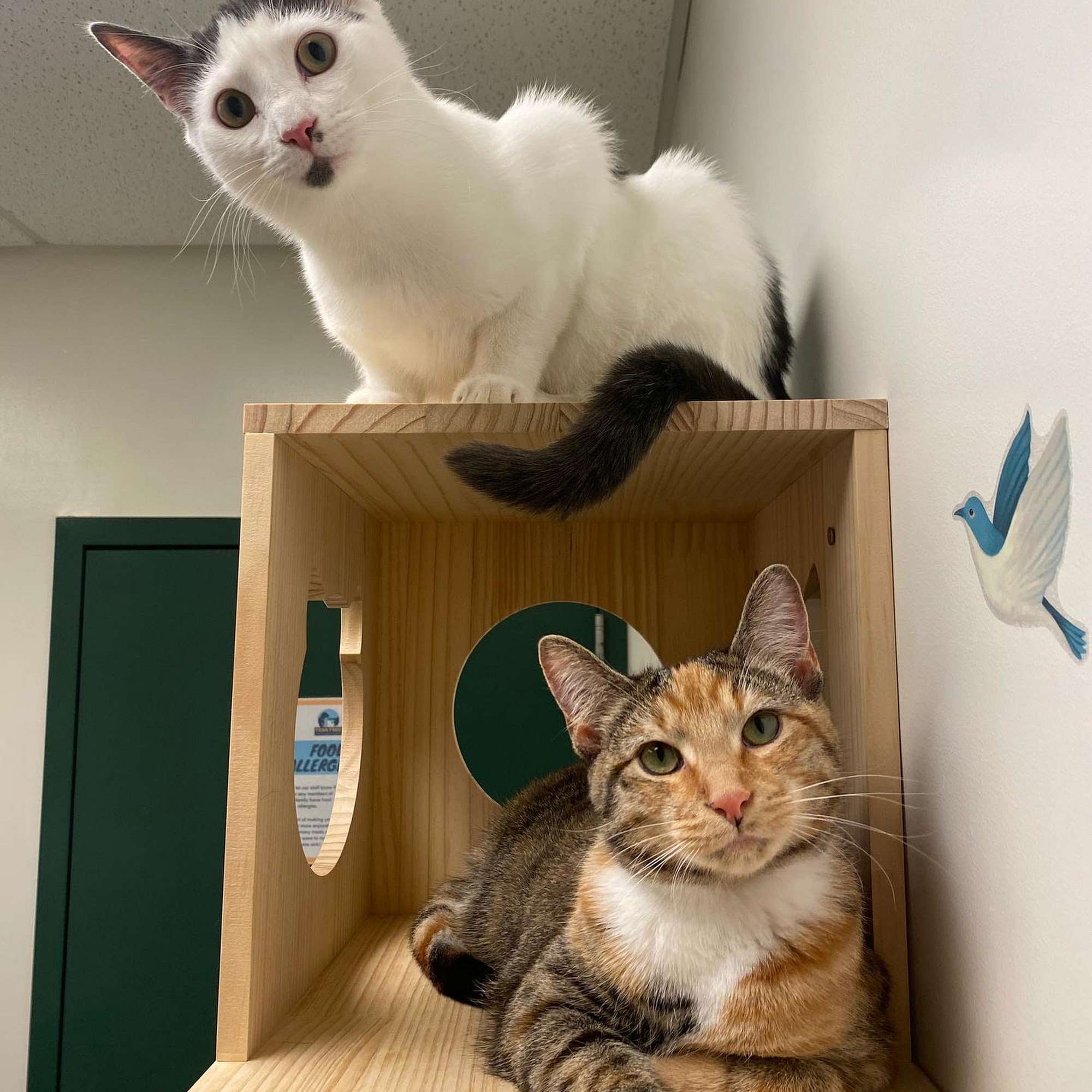 Hoffman Animal Hospital Annapolis