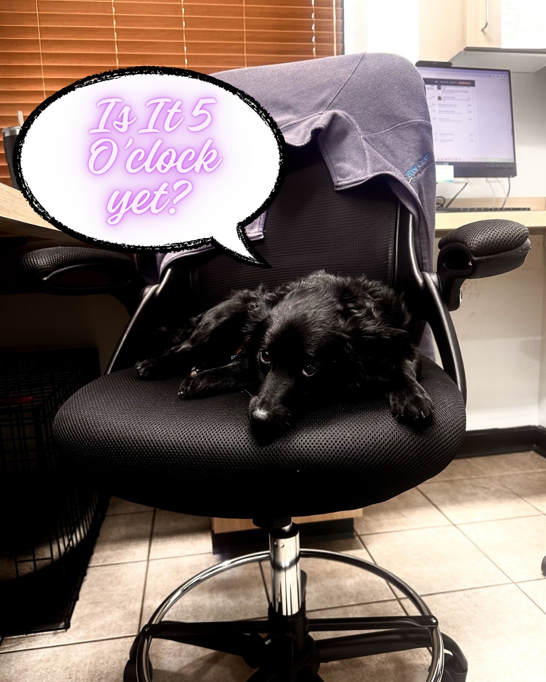 Eye Care for Animals - Annapolis Defense Hwy Annapolis