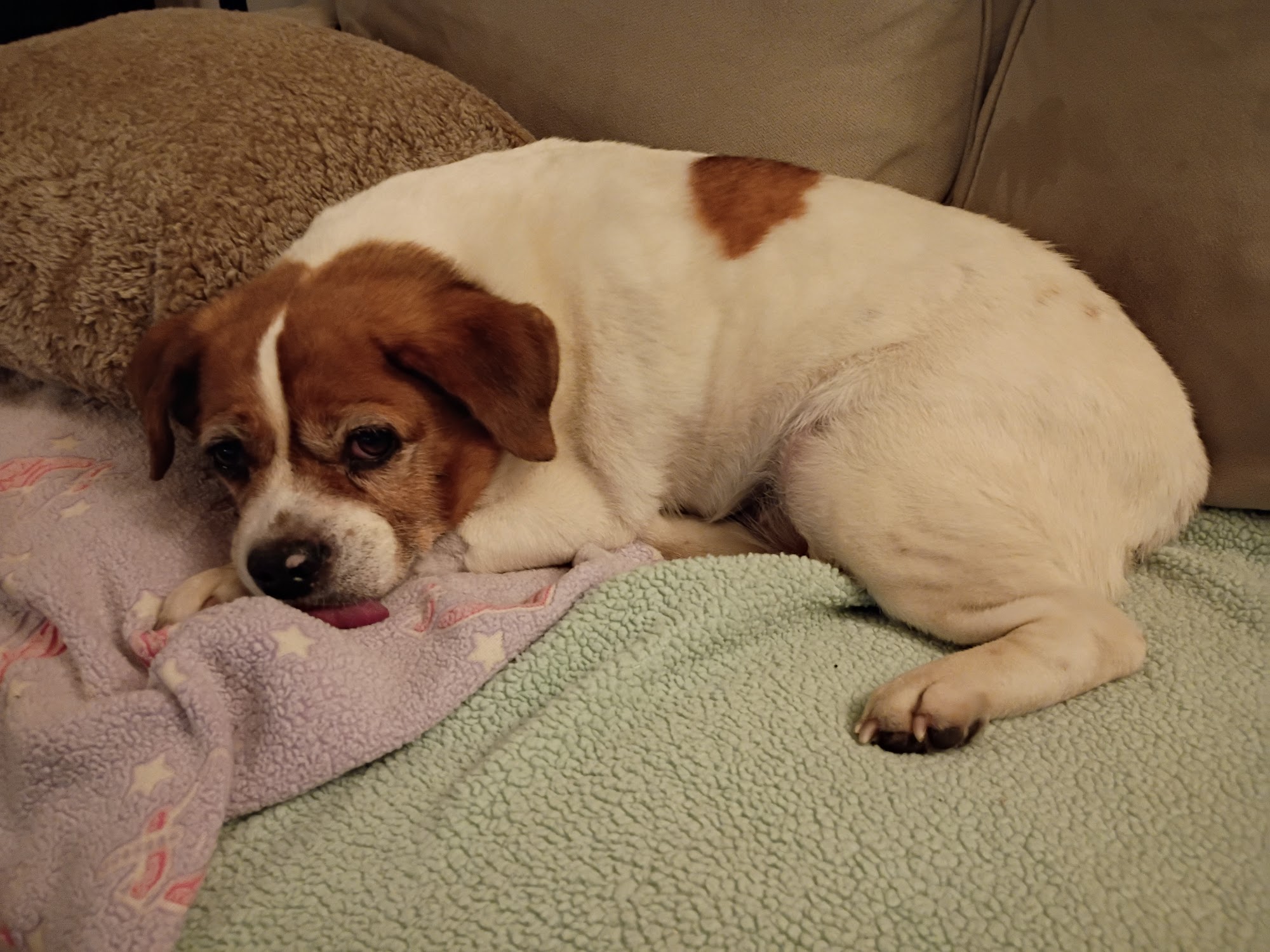 Atlantic Veterinary Internal Medicine & Oncology Annapolis