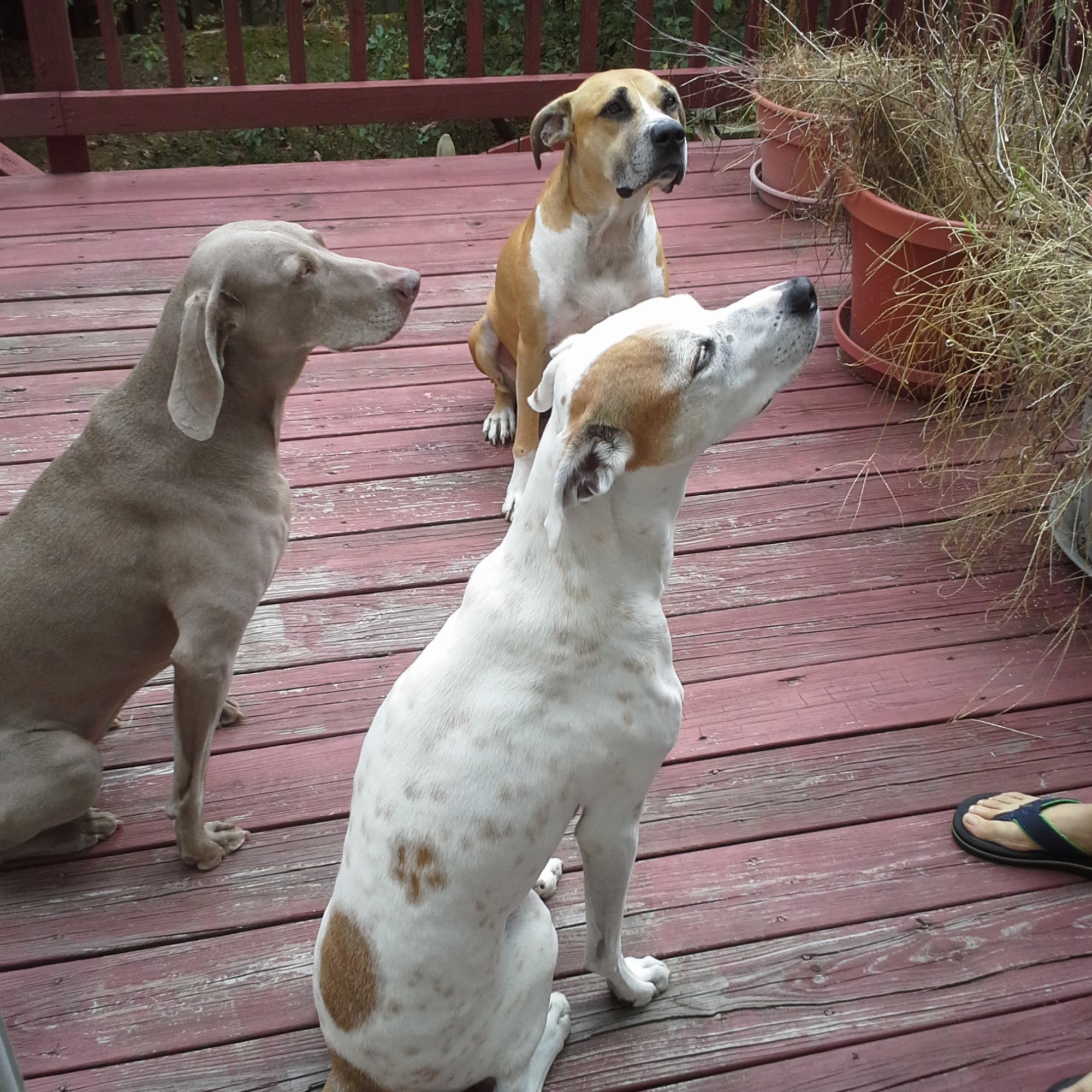 All My Canine Companions Annapolis