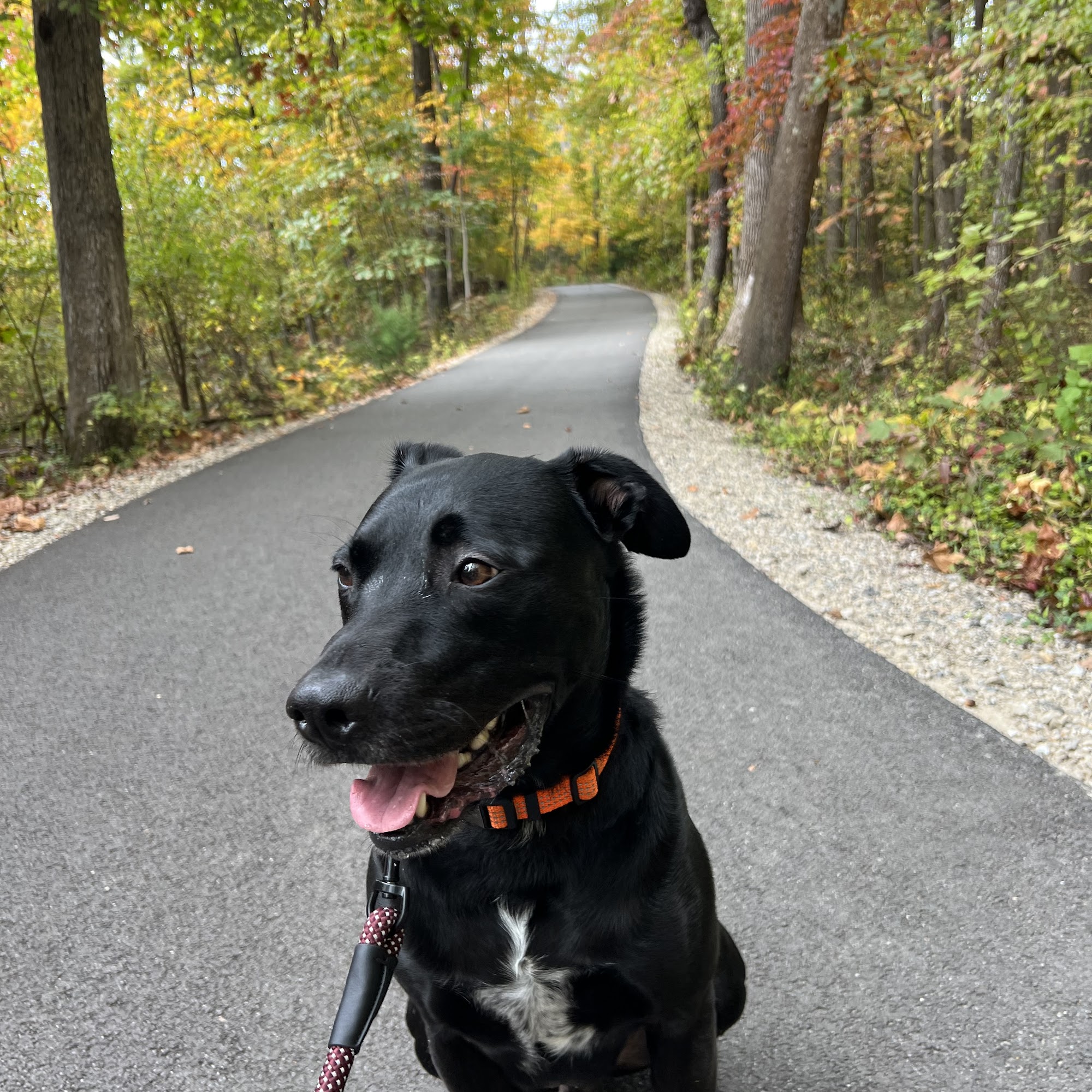 Pet Supplies Plus Annapolis