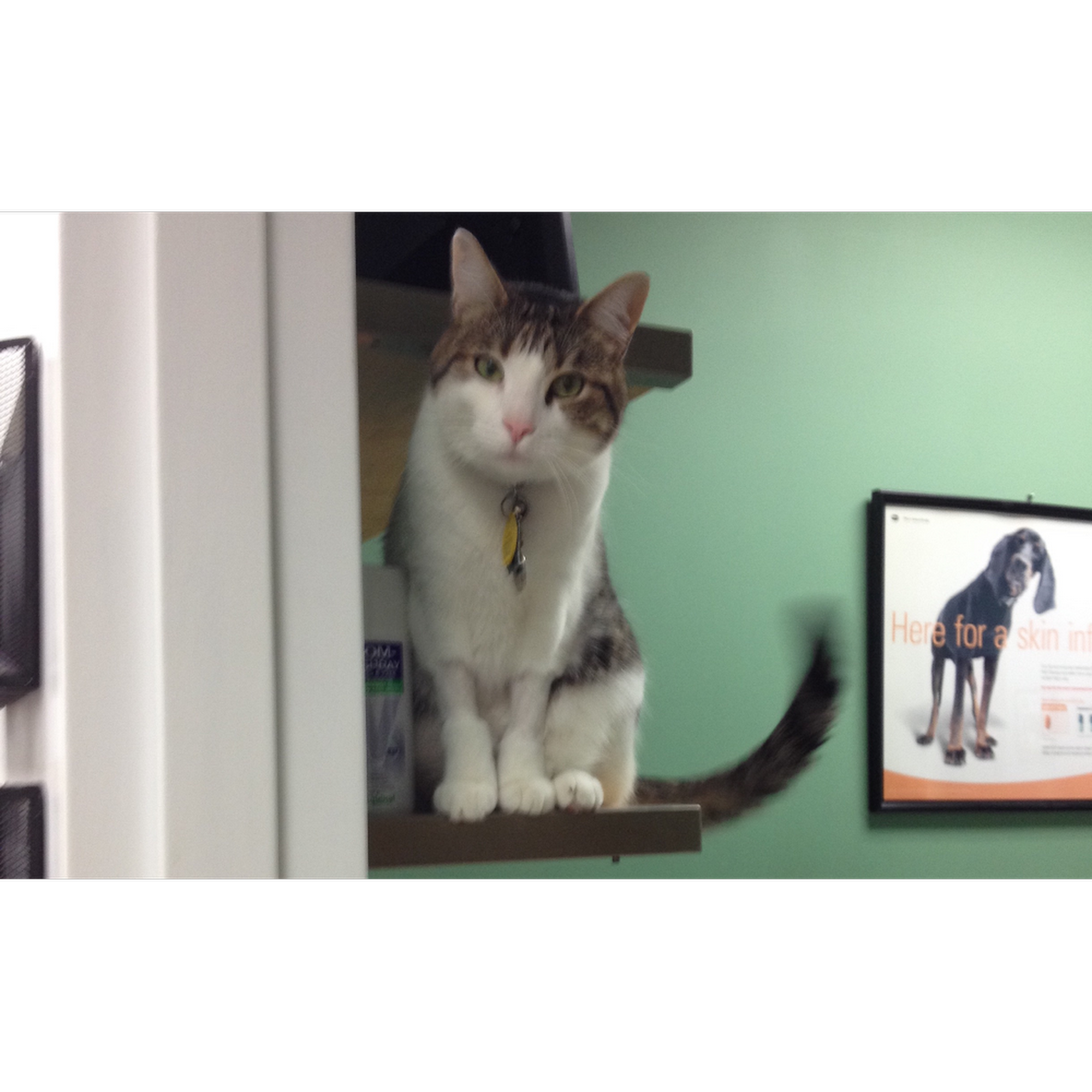 Bay Hills Animal Hospital Arnold