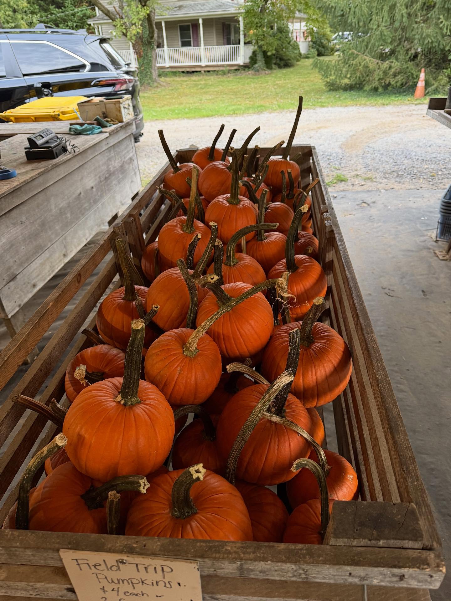 Super Polish Ice - July 8th Day for 2023! Arnold