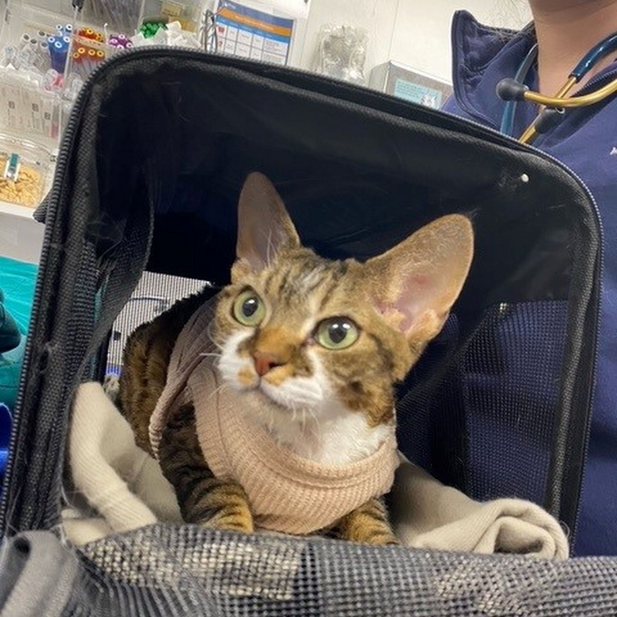 Doc·Side Veterinary Medical Center Baltimore