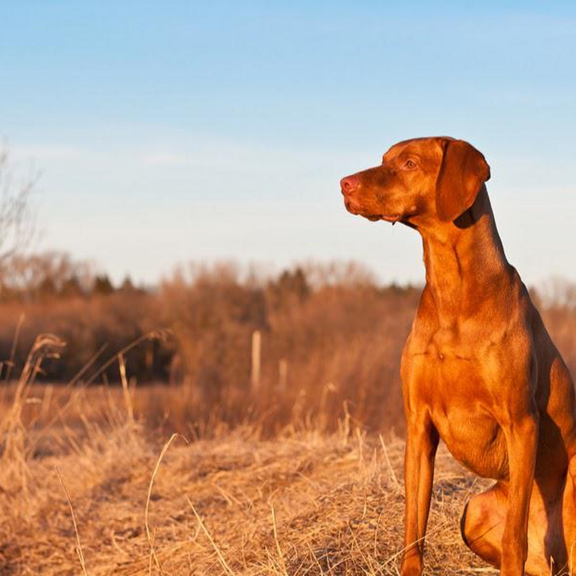 Belvedere Veterinary Center Baltimore