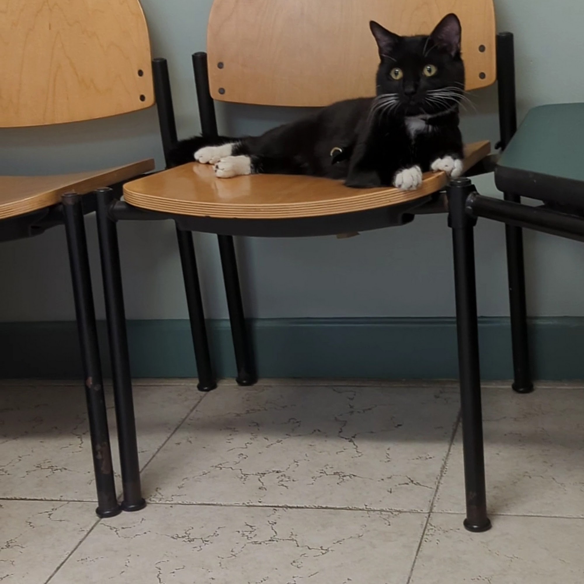 Anne Arundel Veterinary Hospital Baltimore