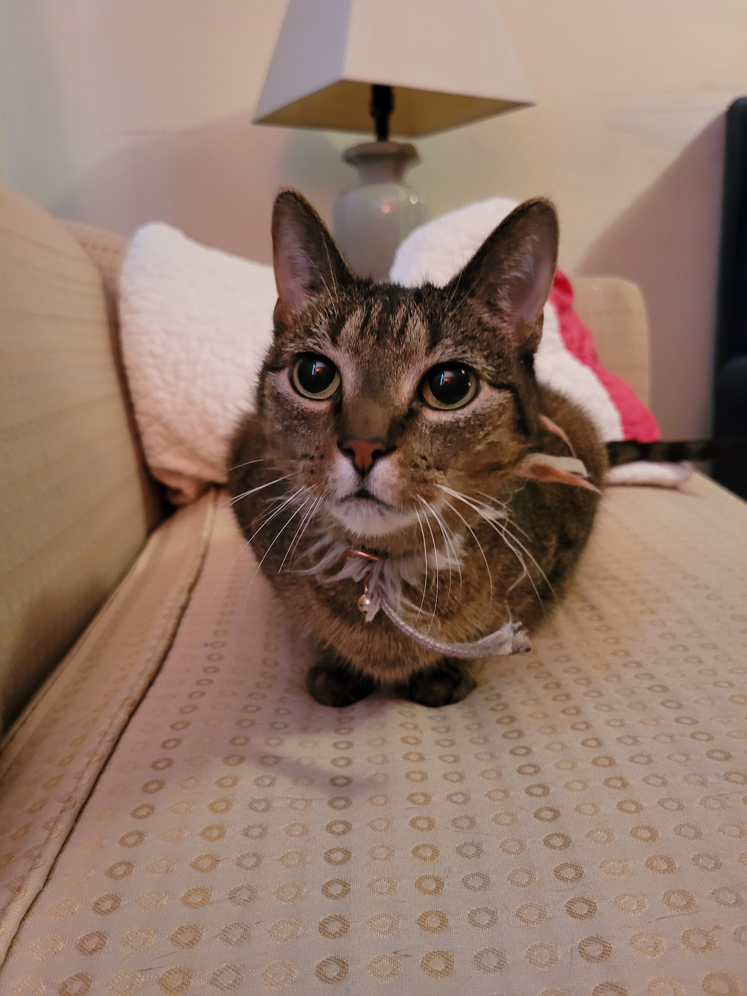 Westview Animal Hospital Baltimore