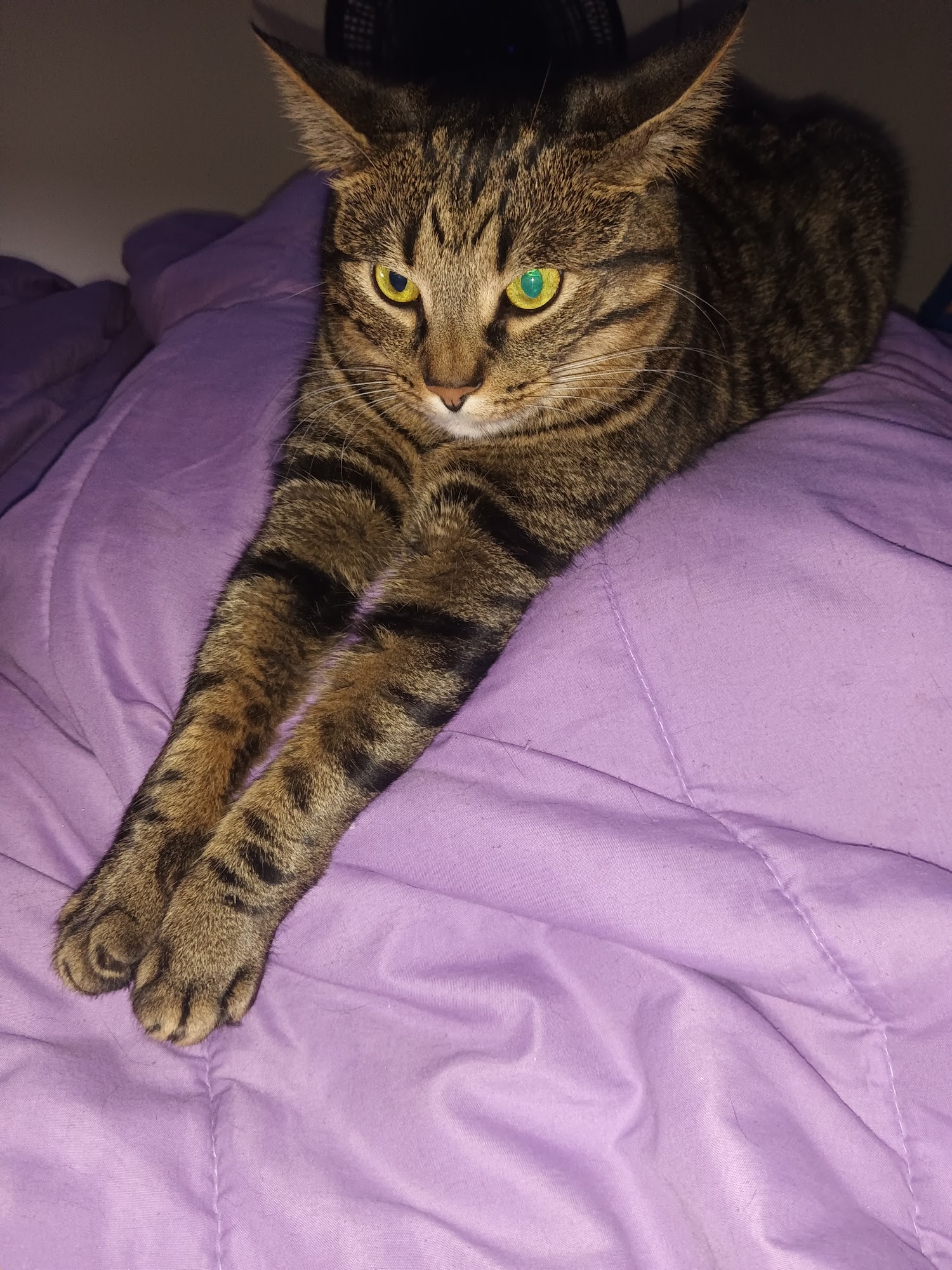 Schulmeyer Animal Hospital Baltimore