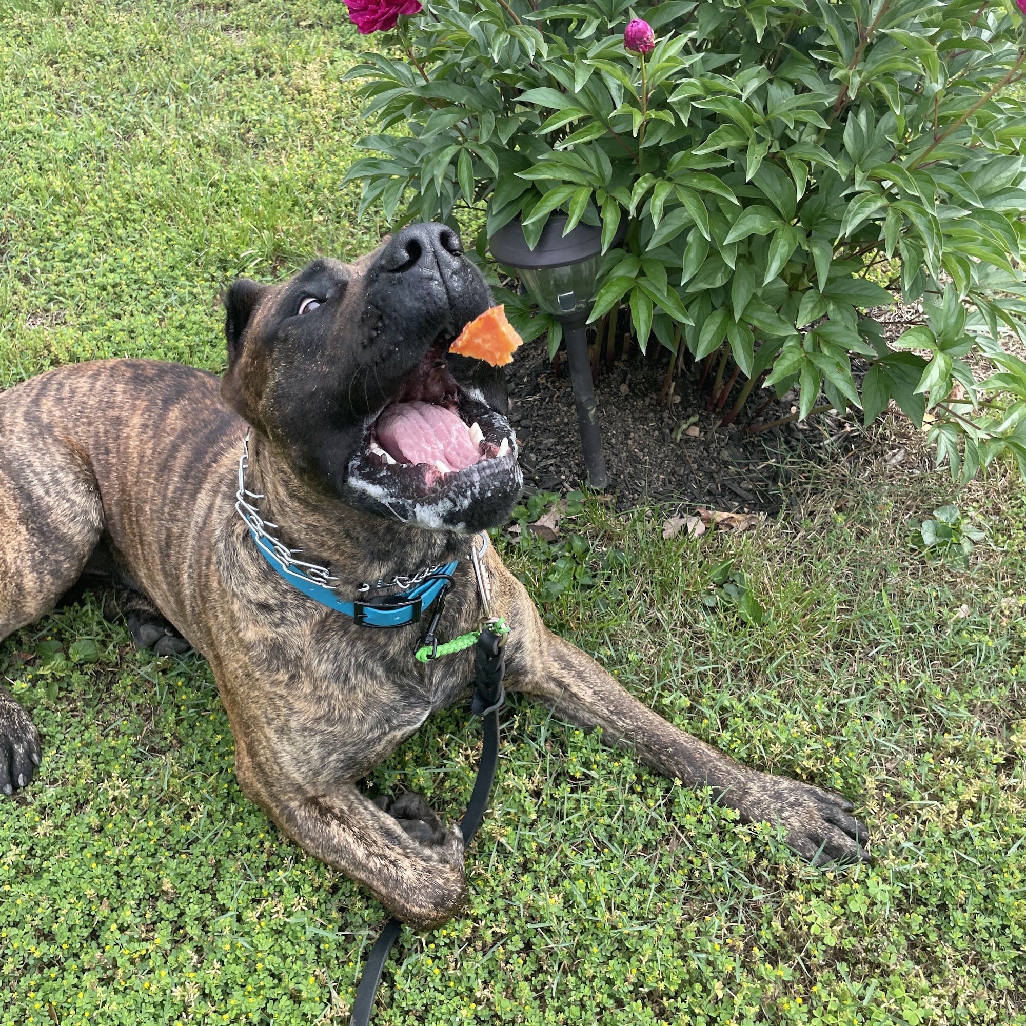 See Spot Walk Baltimore