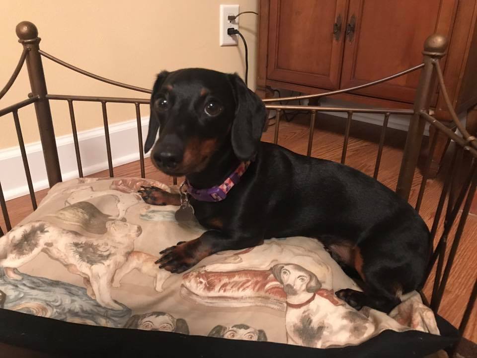 Denise Willis Dog Training Baltimore