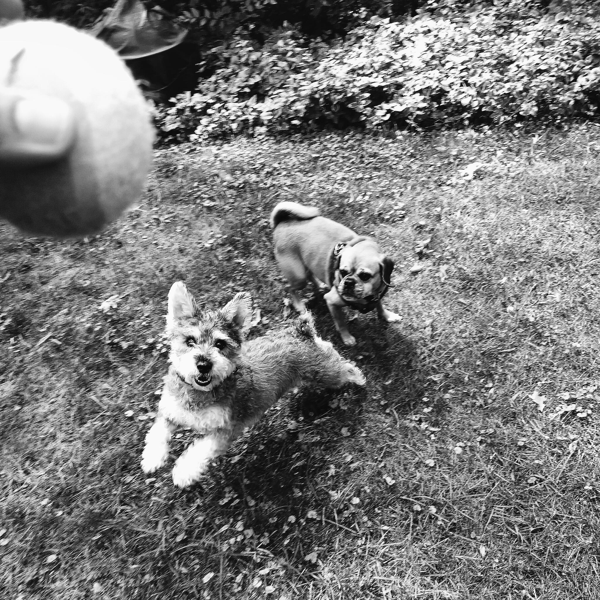 Medfield Dog Walkers Baltimore