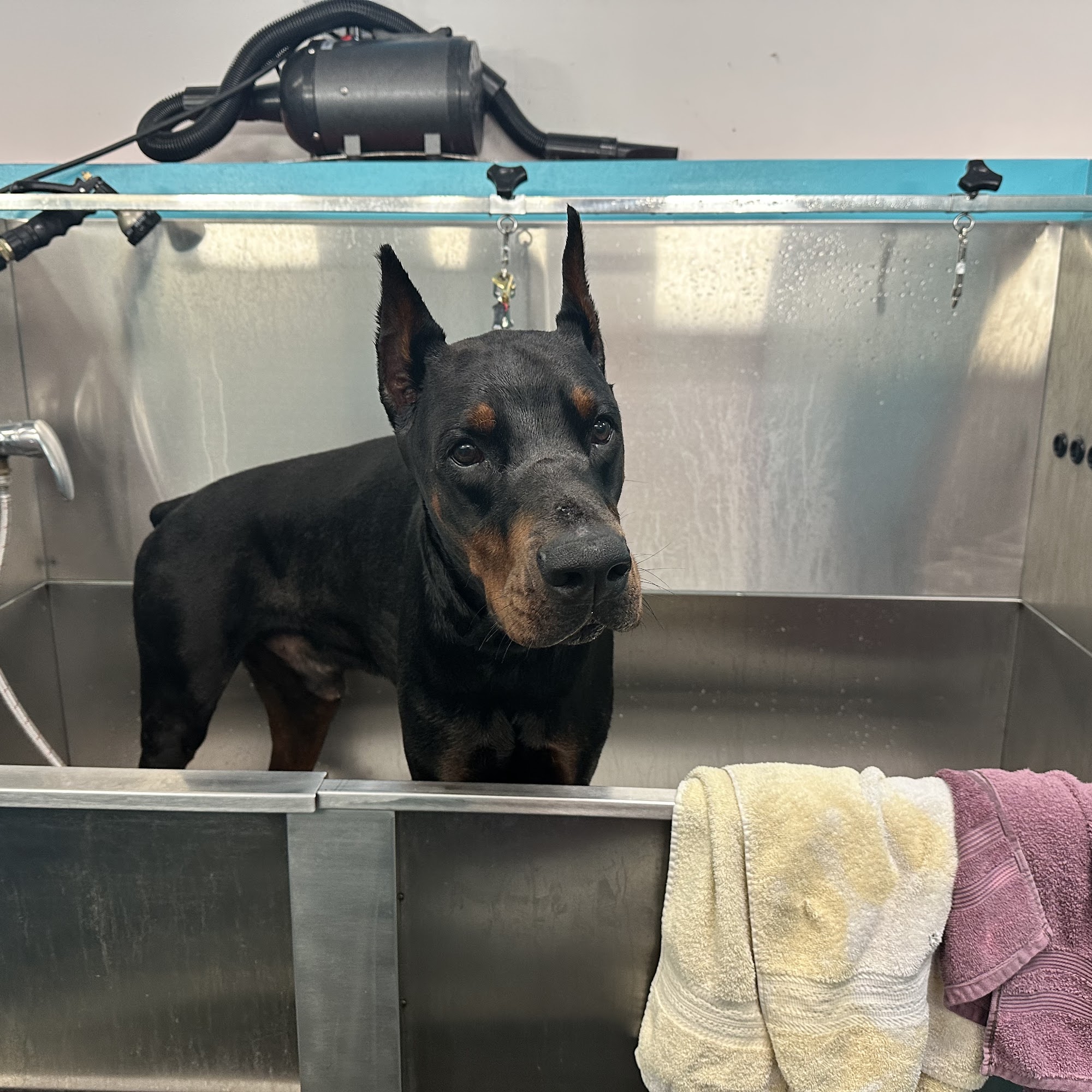 Puppy Palace Self-Service Dog Wash, LLC Baltimore