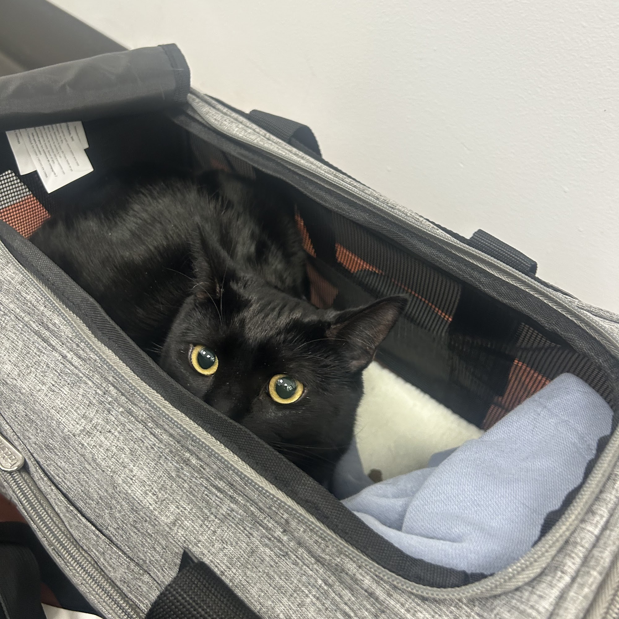 Heart + Paw Baltimore