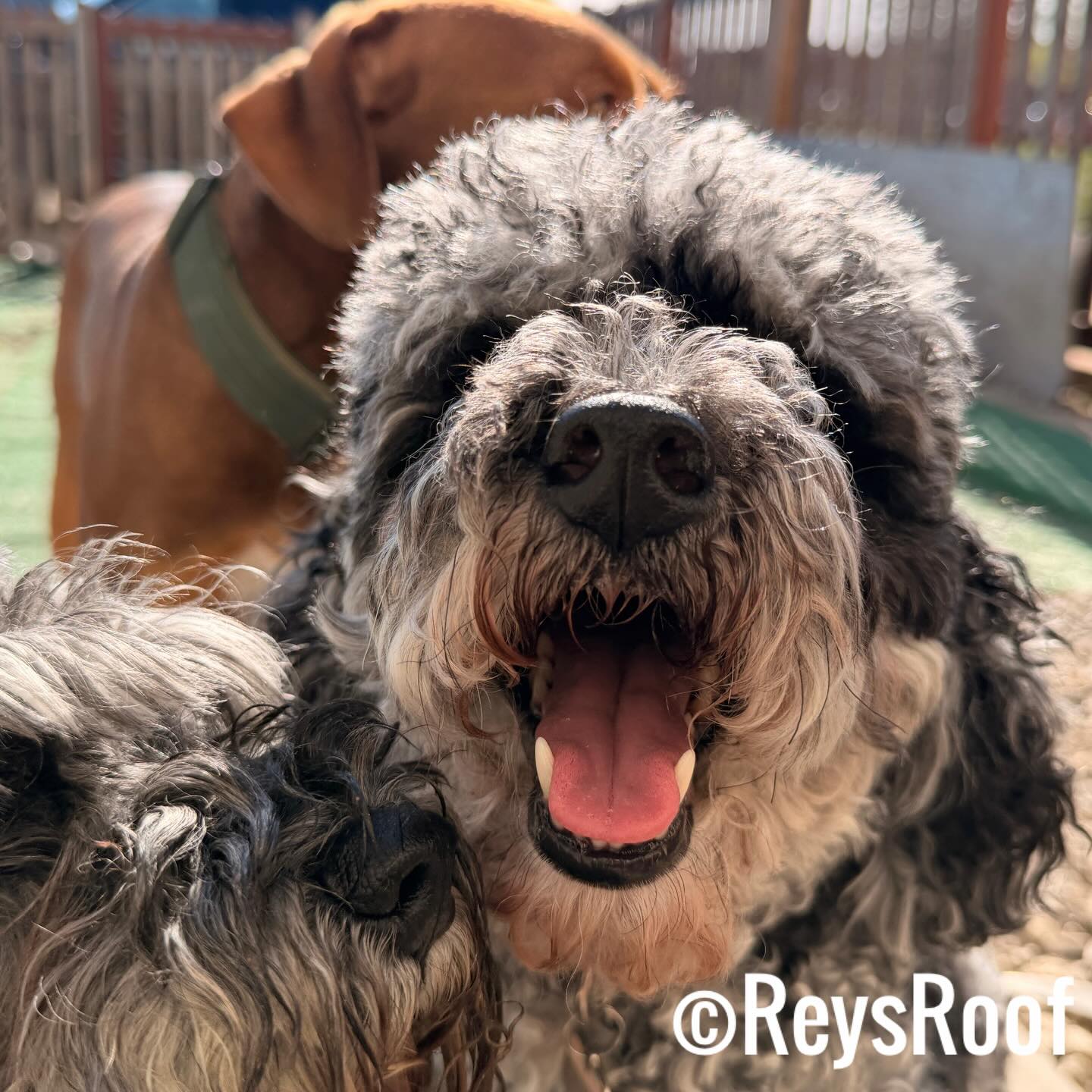 Reys Roof LLC Baltimore