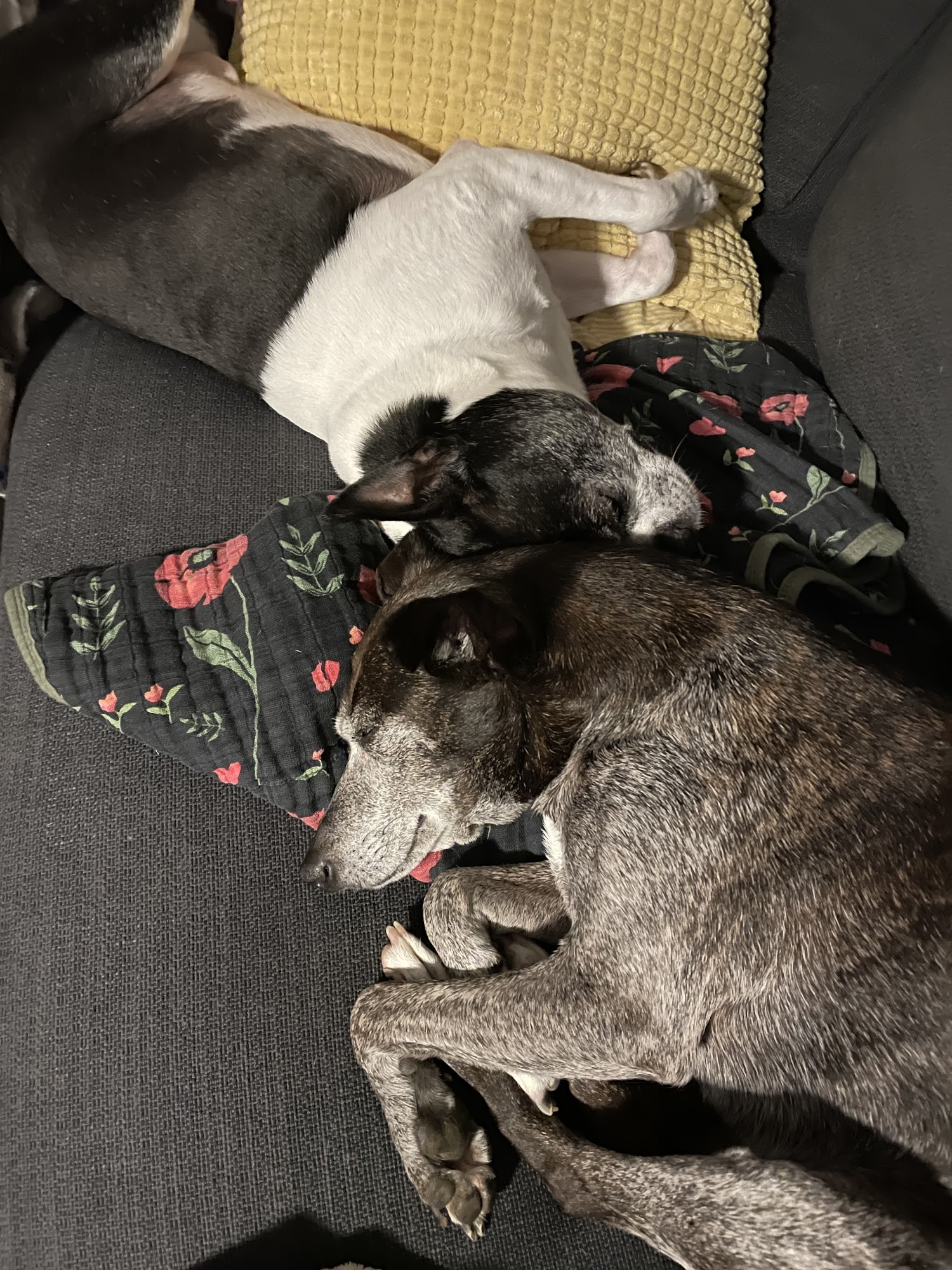 Hillendale Animal Hospital Baltimore