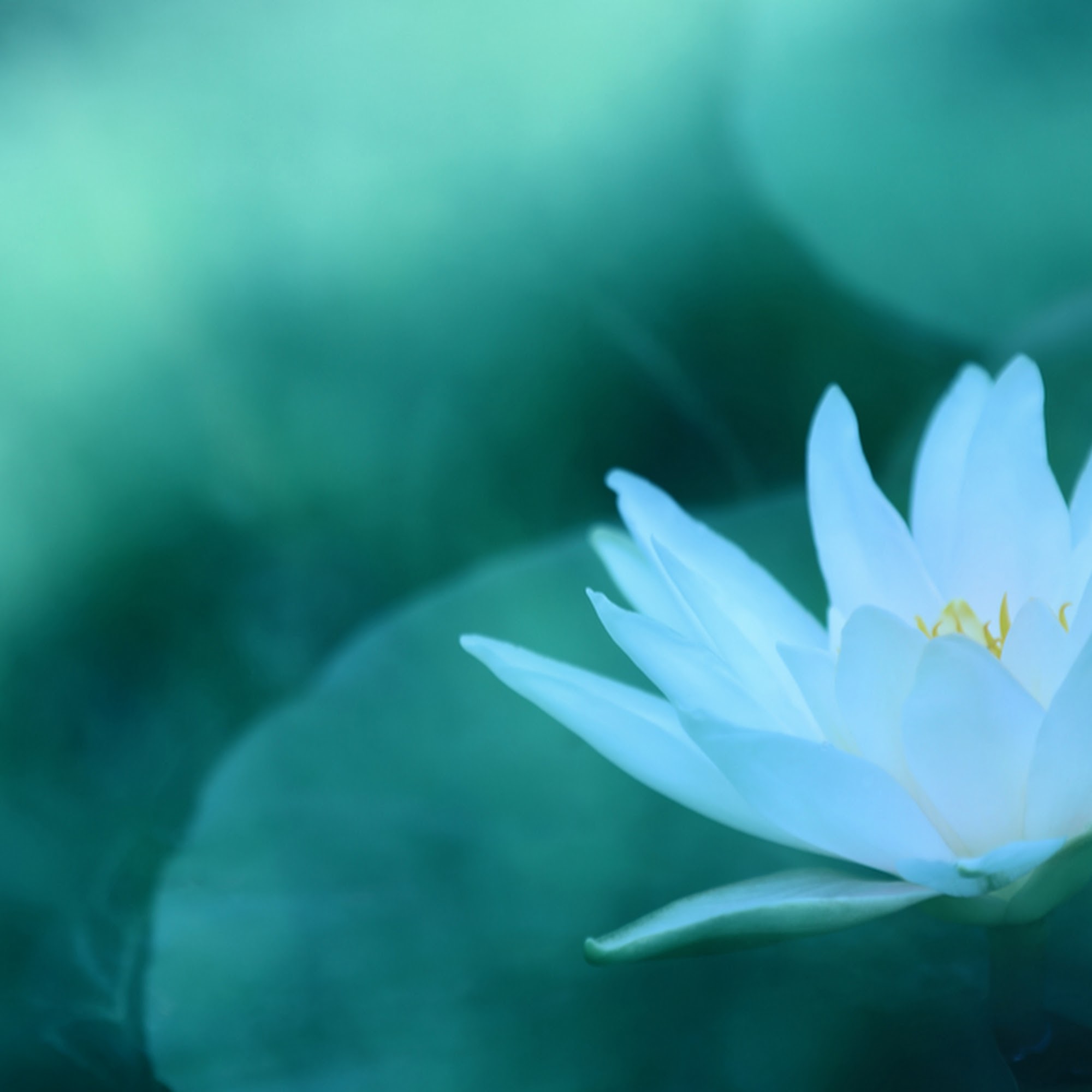 Amy Bond Taliaferro, Integrative Bodywork