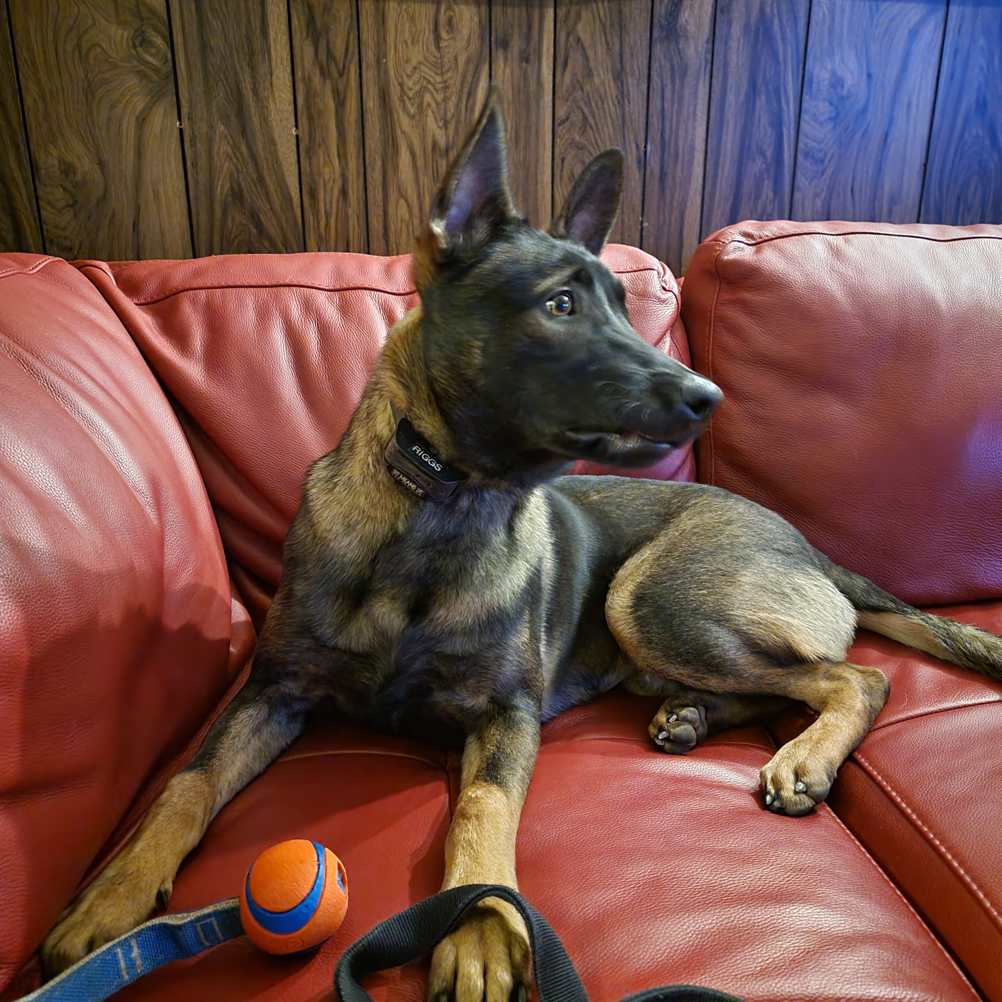 Creswell Veterinary Clinic Bel Air