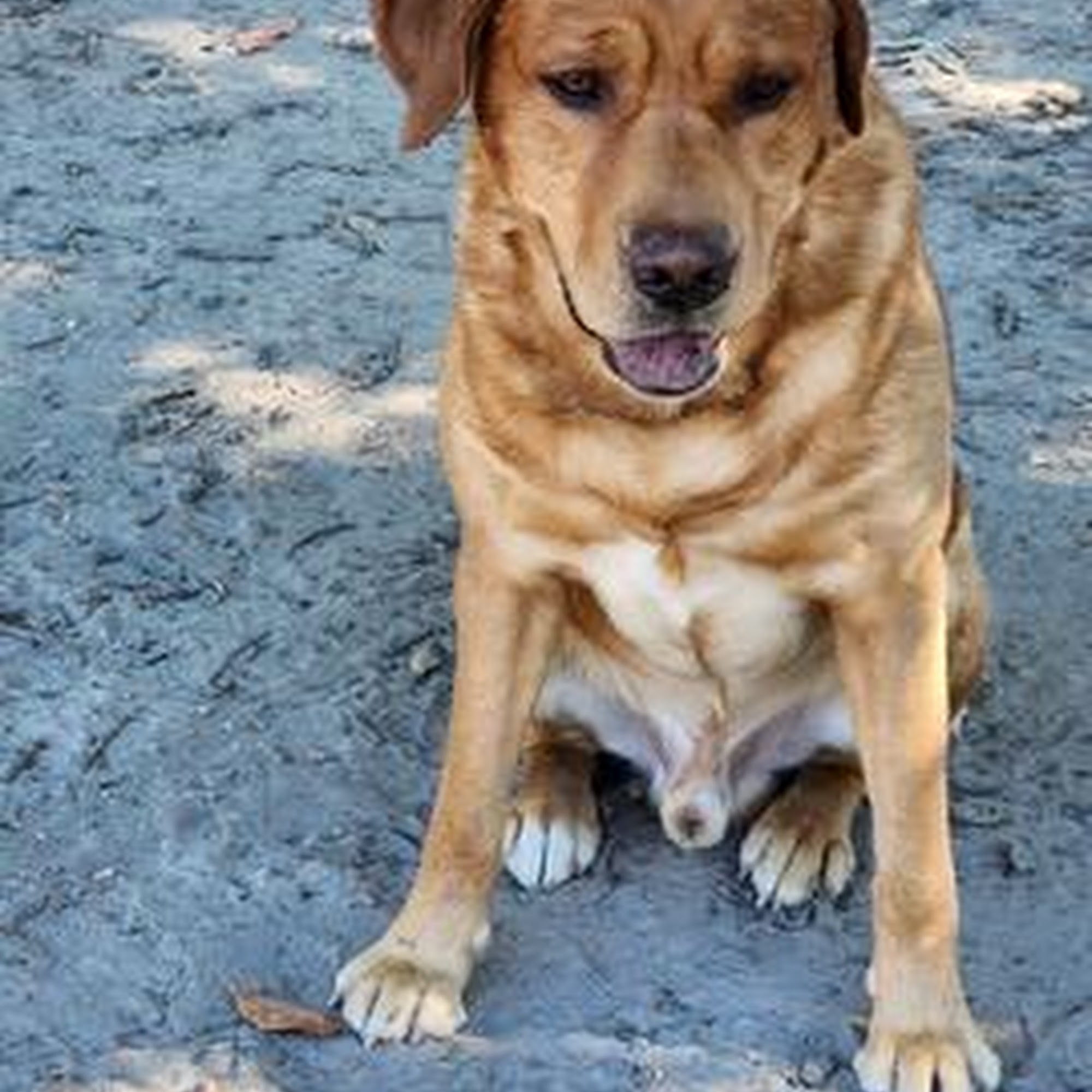 Festival Veterinary Clinic Bel Air