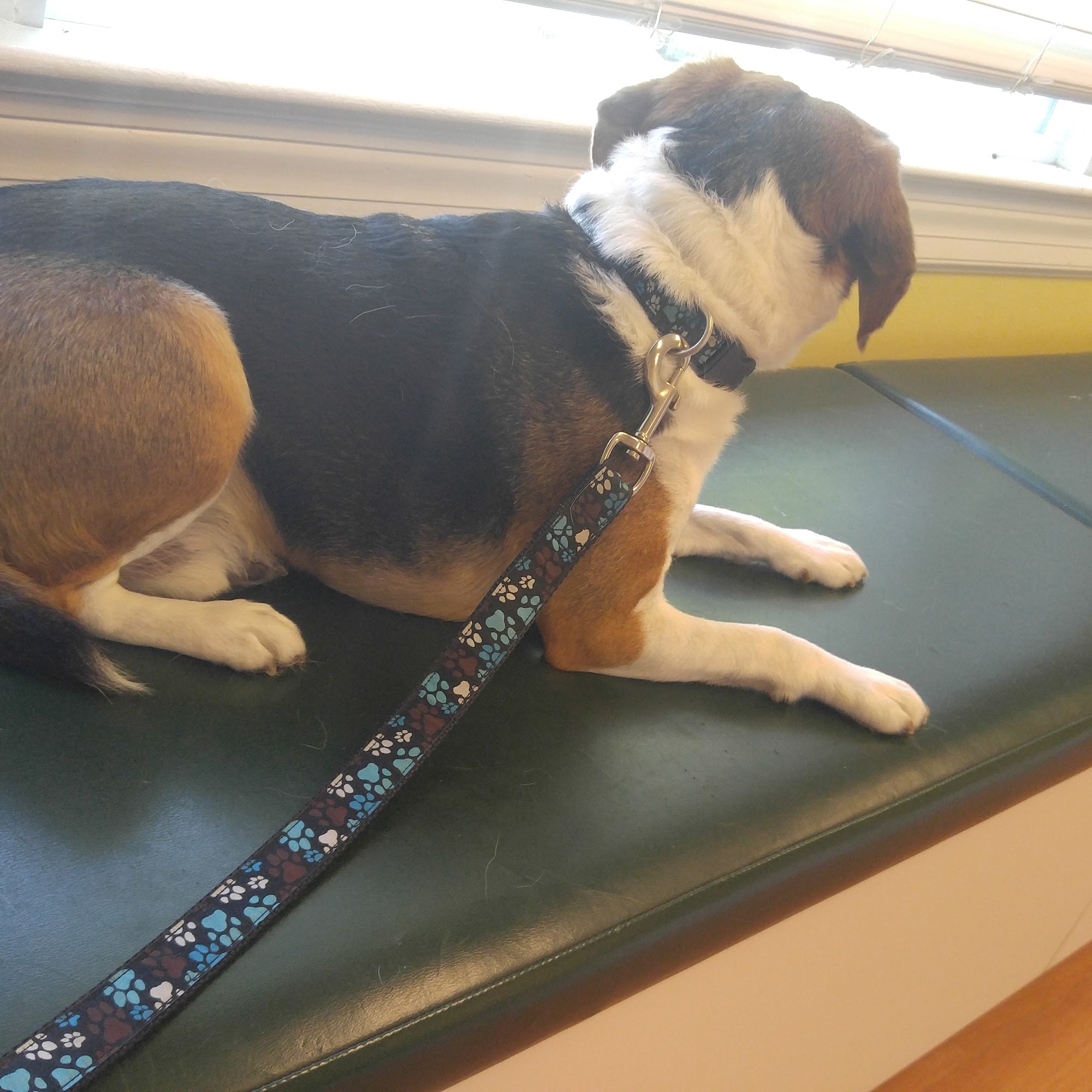 Fountain Green Veterinary Center Bel Air