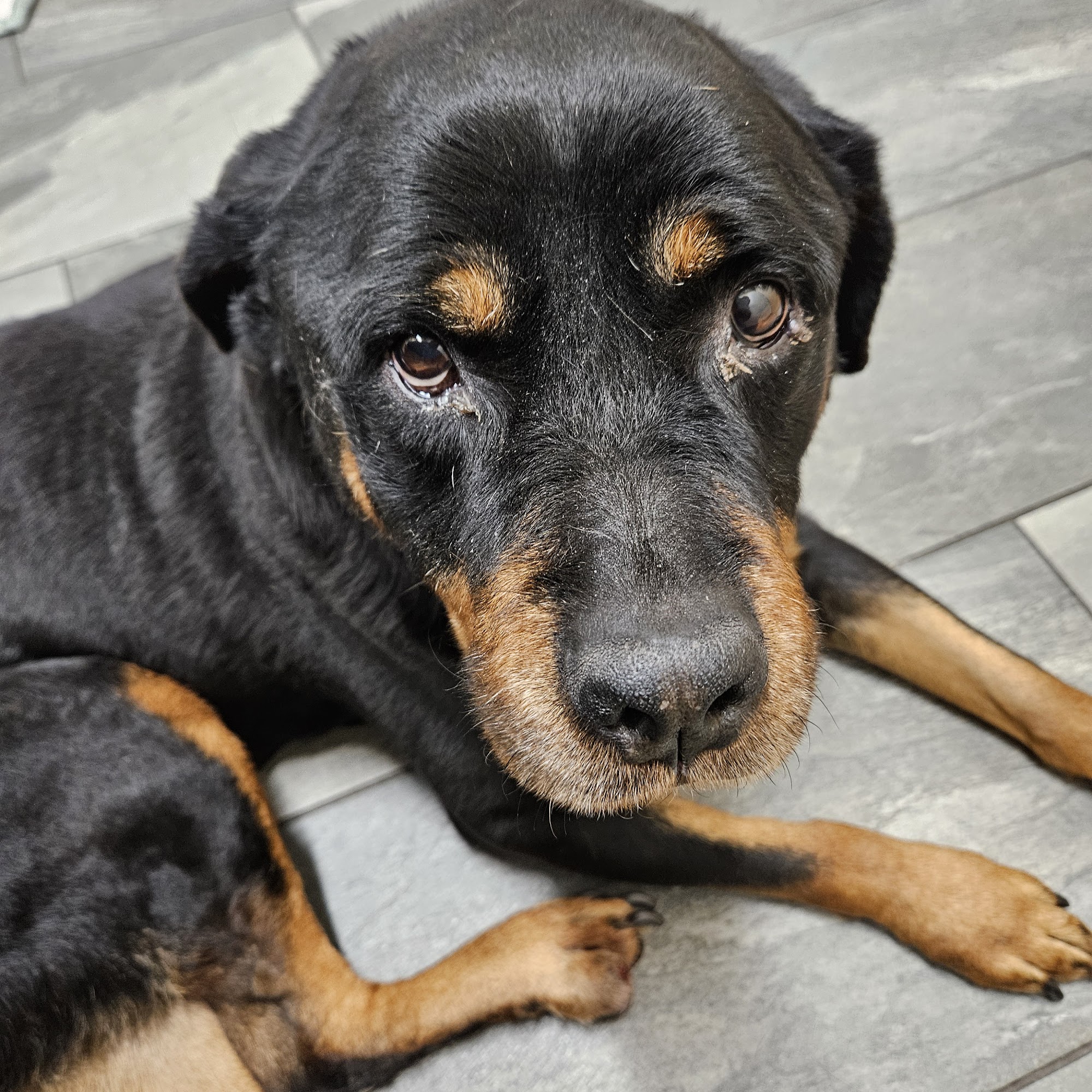 Animal Emergency Hospital Bel Air