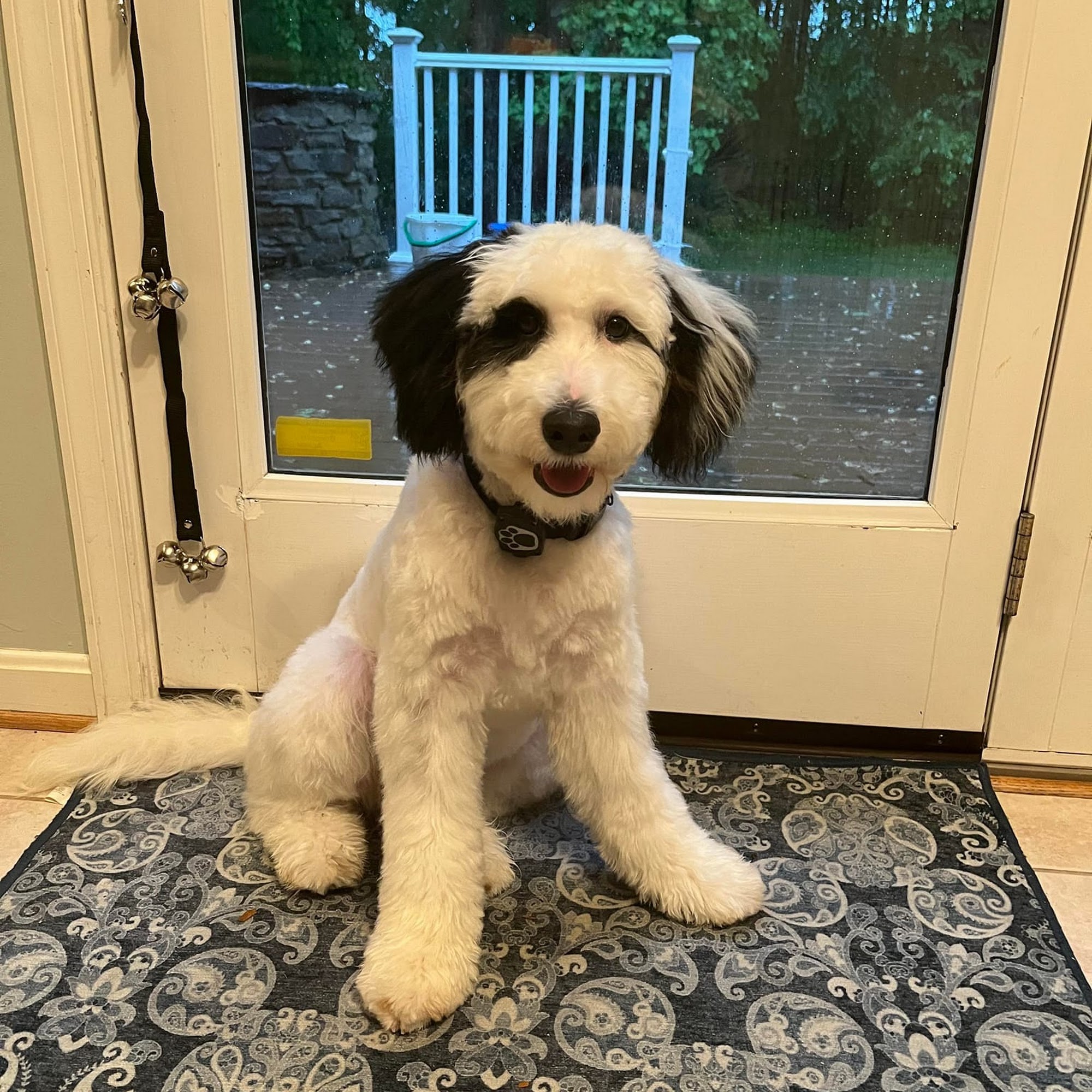 Whiskey Shears Pet Care